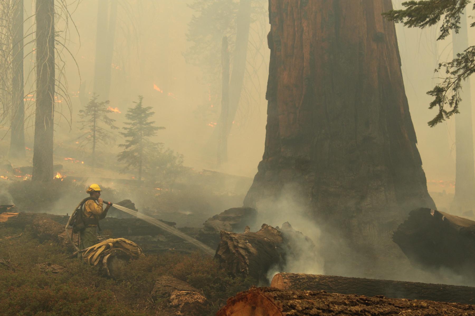 Firefighter Sprays Base of Giant Sequoia. Photo: Mike McMillan - BIA