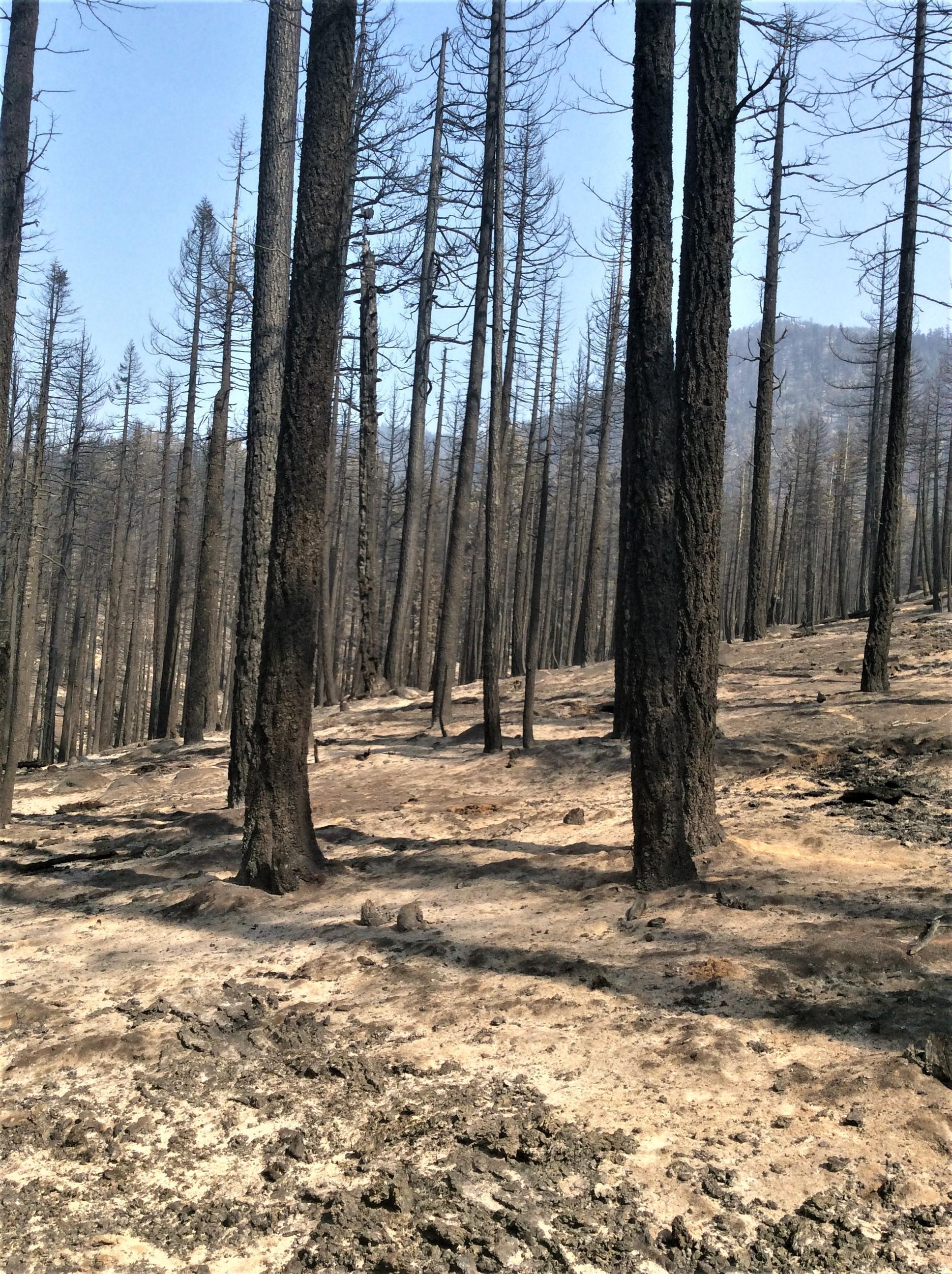 High Soil Burn Severity in Caldor Fire Photo showing High Soil Burn Severity Conditions in the Eastside of the Caldor Burned Area