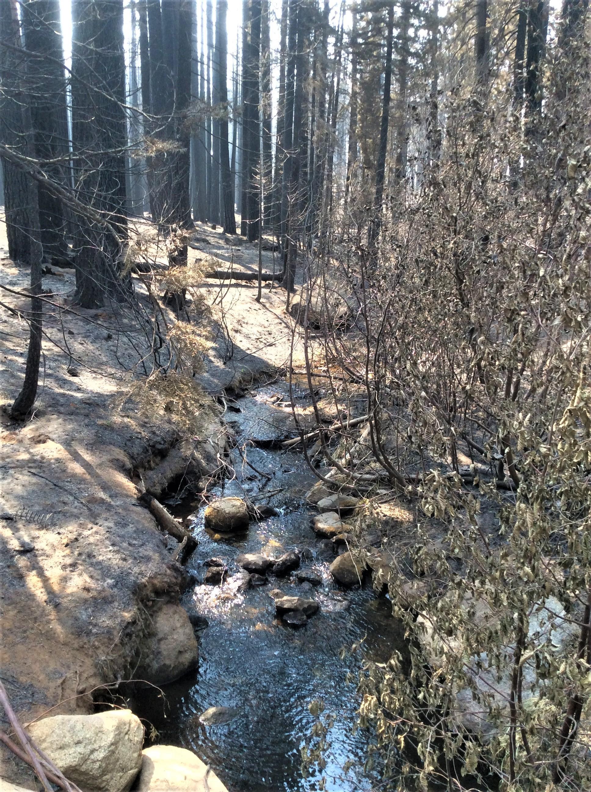 Trout Creek Tributary in Caldor Burned Area Photo showing Trout Creek Tributary in Eastside Caldor Burned Area
