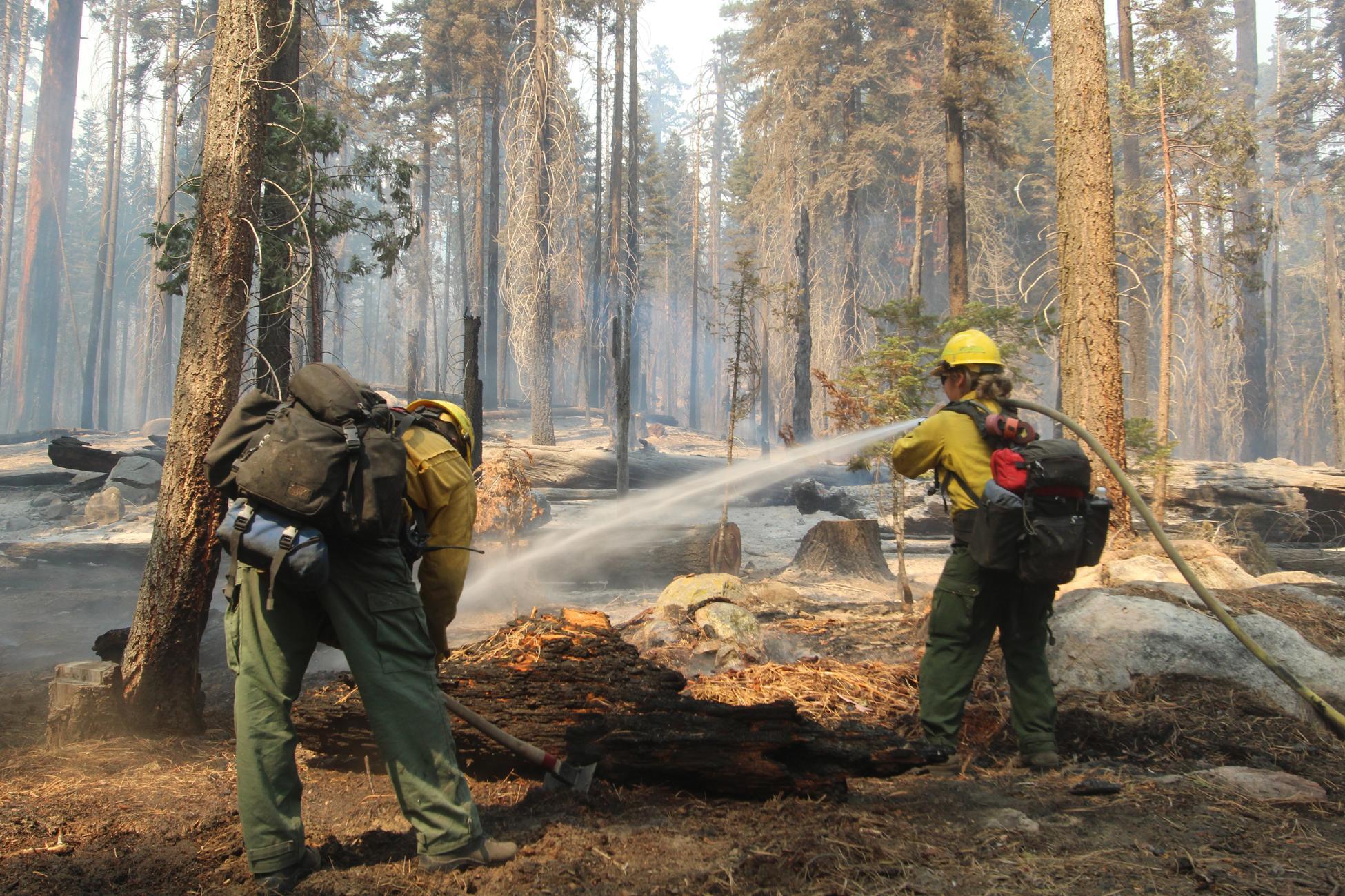 Firefighters Mop Up Hot Spots Along Trail of 100 Giants. Photo: Mike McMillan - BIA