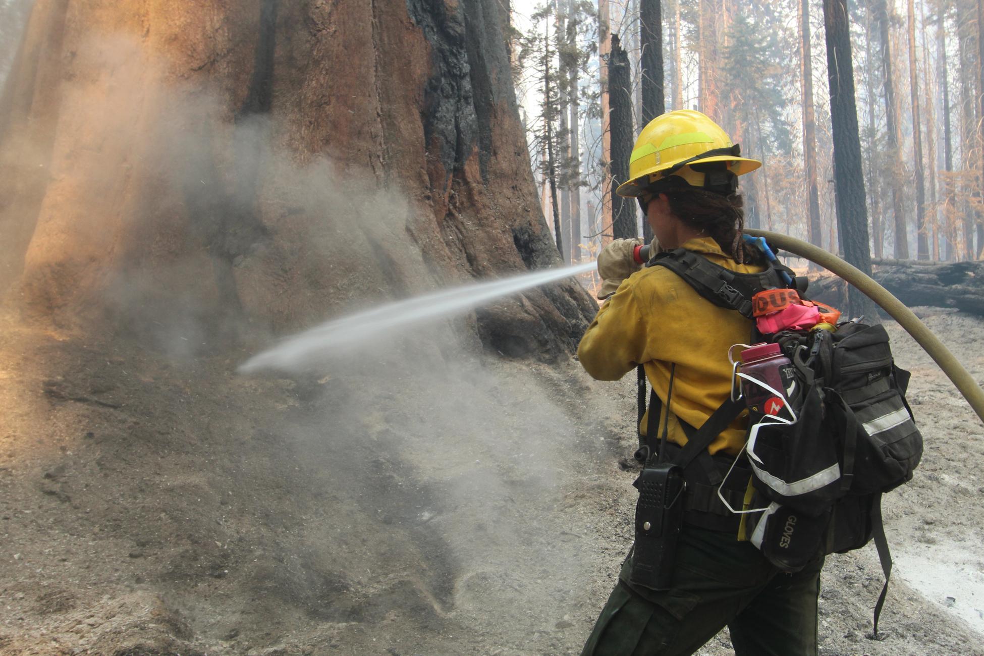 Resource Advisor/Firefighter Sprays Tree Base Along Trail of 100 Giants. Photo #1. Photo: Mike McMillan - BIA