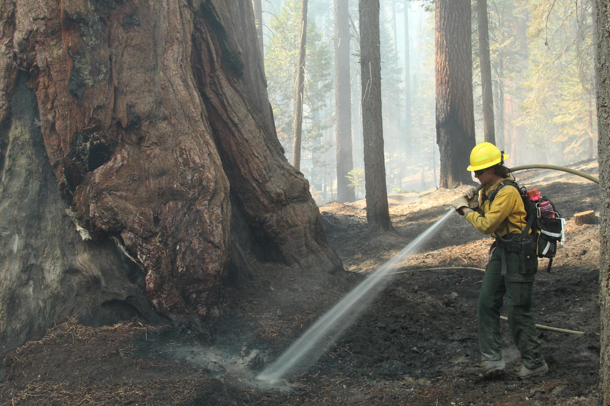 Resource Advisor/Firefighter Sprays Tree Base #2. Photo: Mike McMillan - BIA