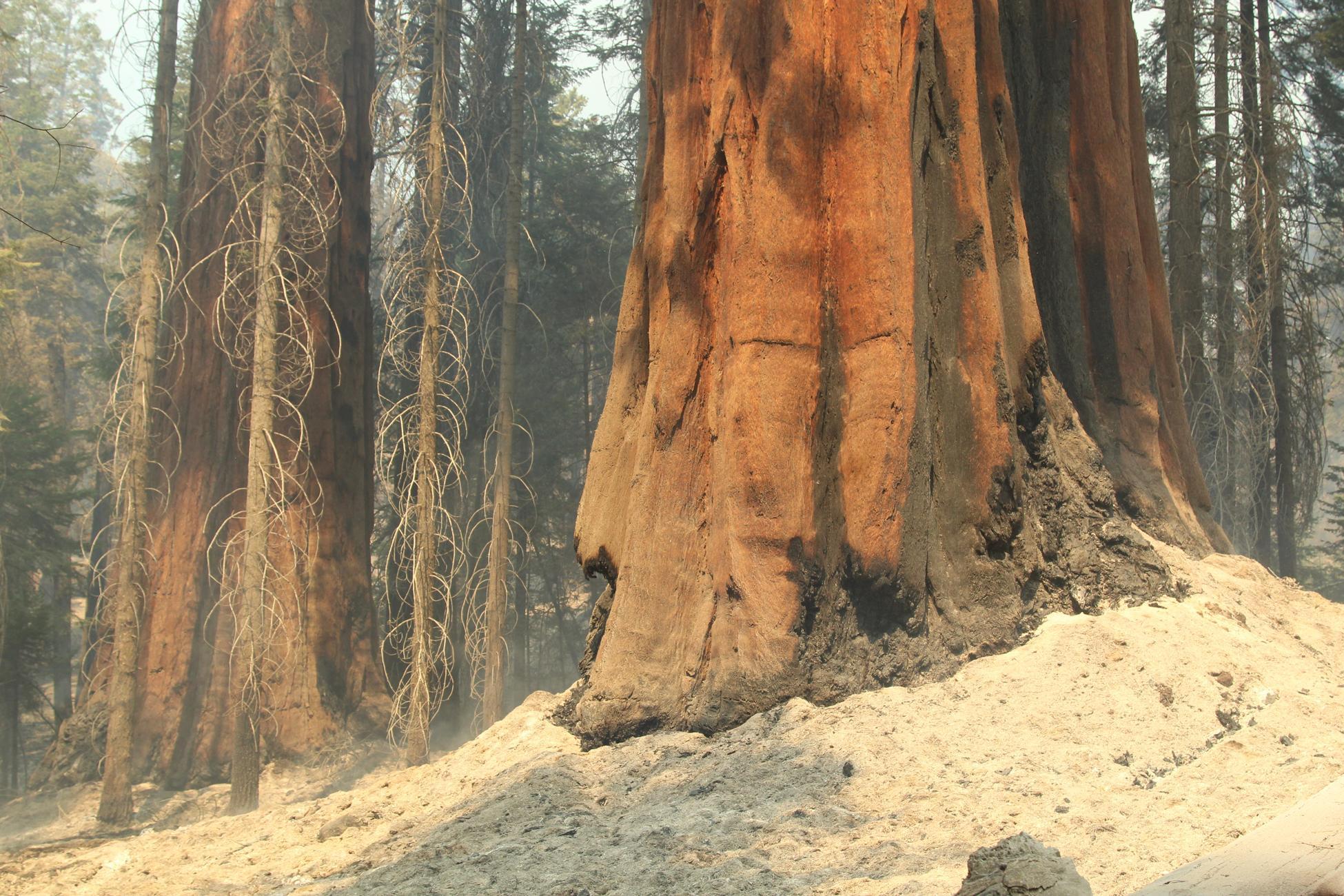 Ash Surrounds Giant Sequoia. Photo: Mike McMillan - BIA