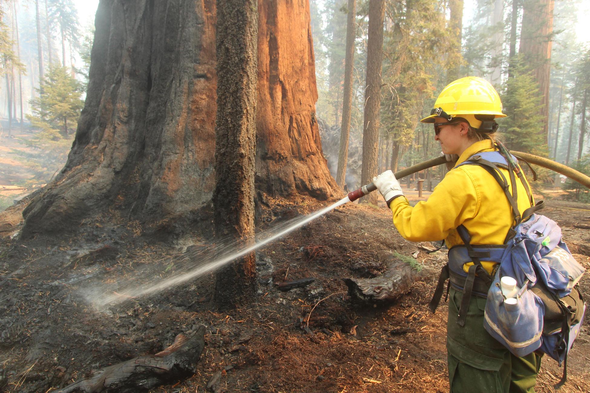Resource Advisor/Firefighter Sprays Tree Base #3. Photo: Mike McMillan - BIA