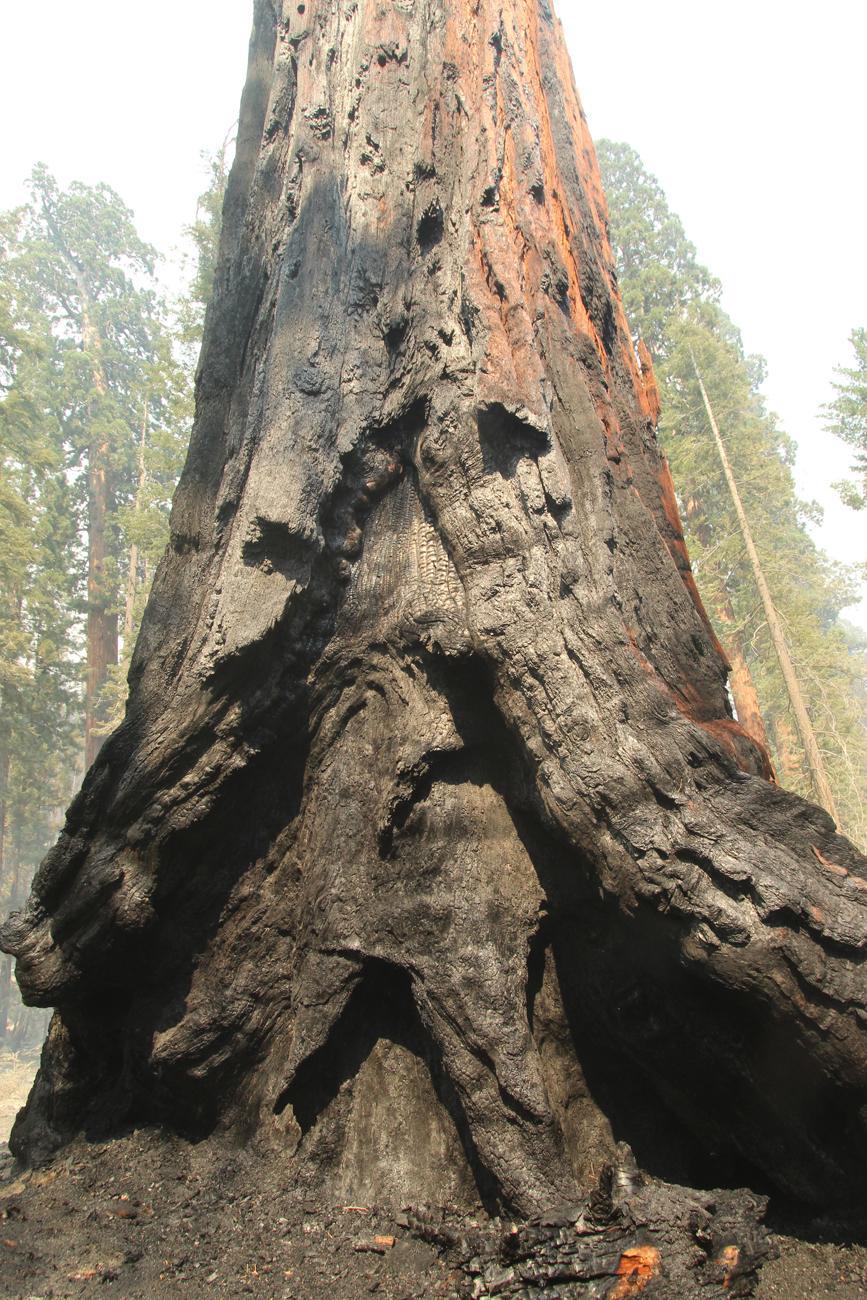 Burn Scar - Giant Sequoia. Photo: Mike McMillan - BIA