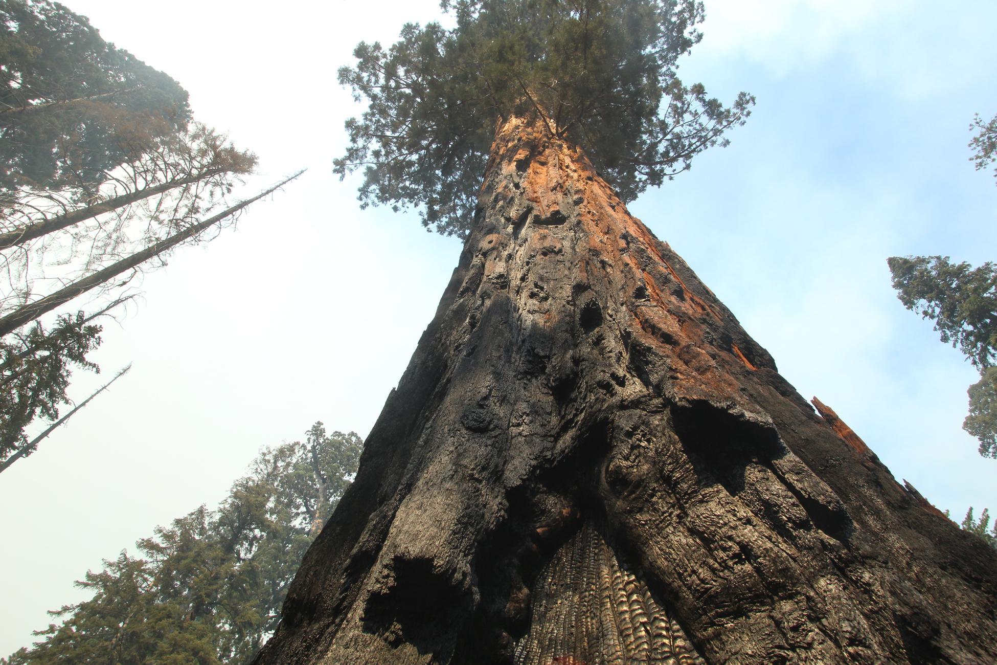 Burn Scar Up Giant Sequoia. Photo: Mike McMillan - BIA