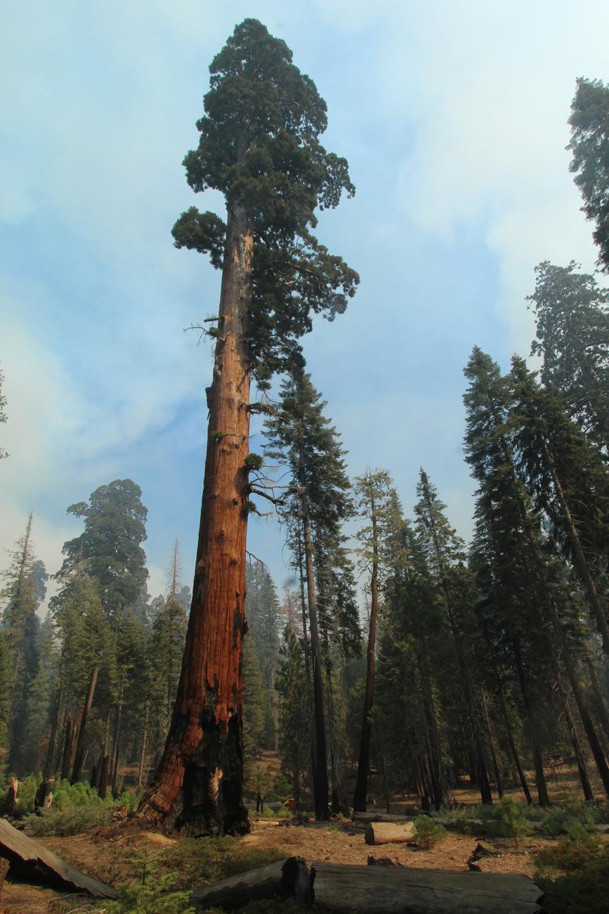 Giant Sequoia - Trail of 100 Giants. Photo: Mike McMillan - BIA