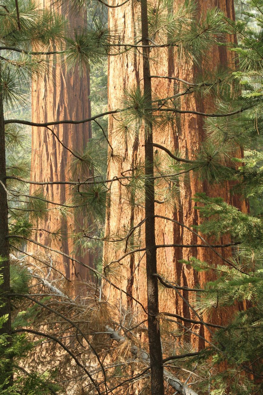 Giant Sequoias - Trail of 100 Giants. Photo: Mike McMillan - BIA