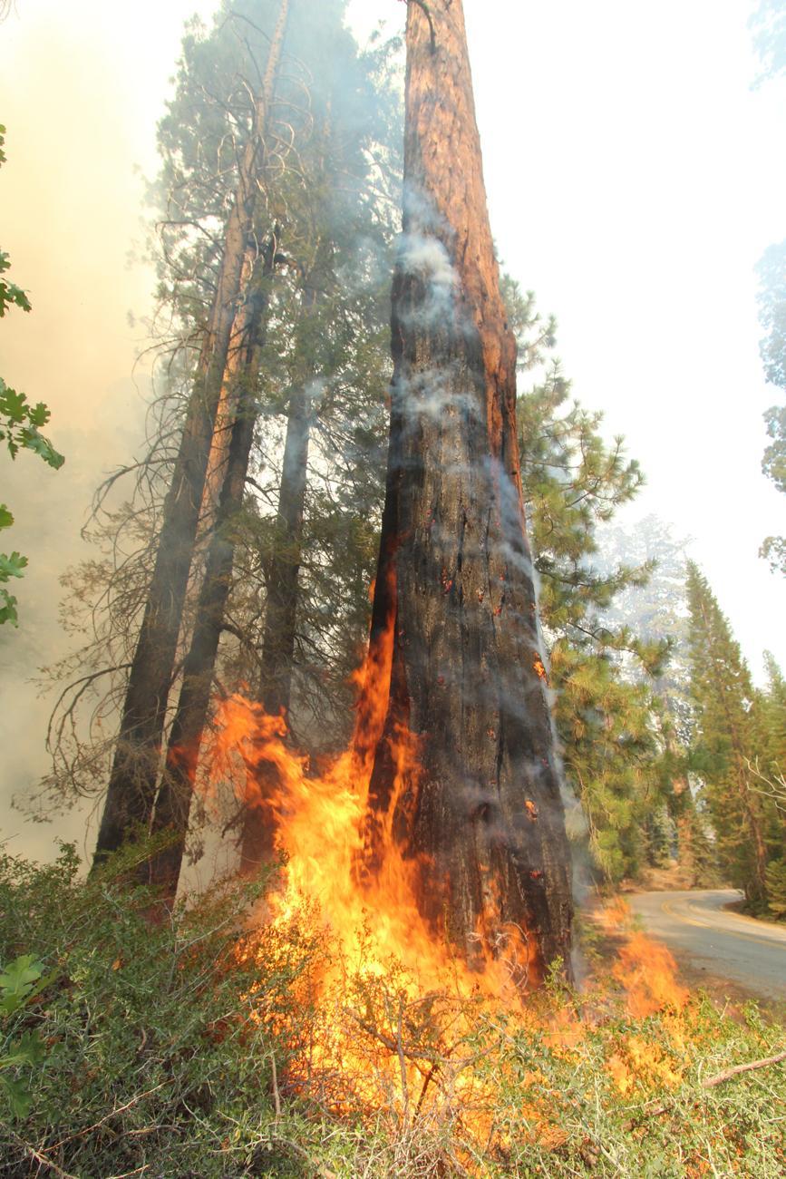 Flames Spread Around Large Tree Along Hwy 107. Photo# 1. Photo: Mike McMillan - BIA