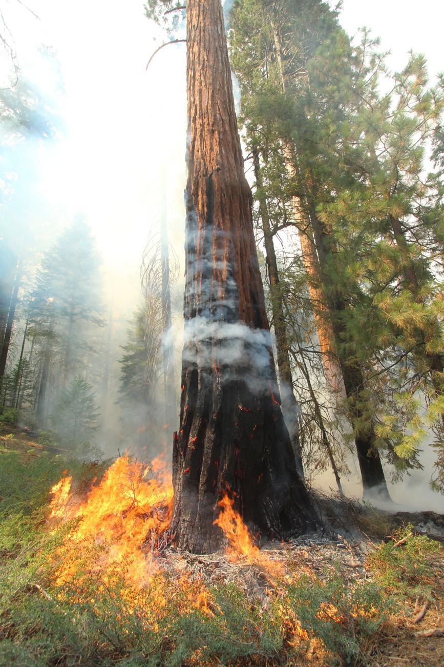 Flames Spread Around Large Tree. Photo # 2. Photo: Mike McMillan - BIA
