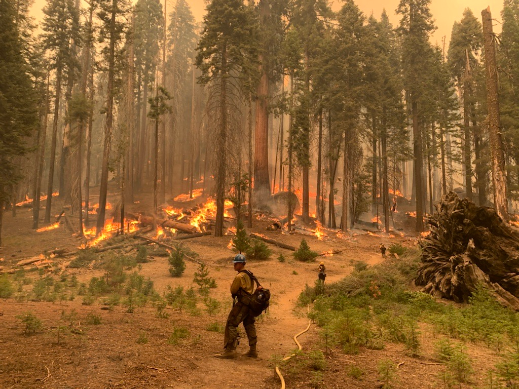Firefighters monitor a hose lay and active fire behavior in an open forest
