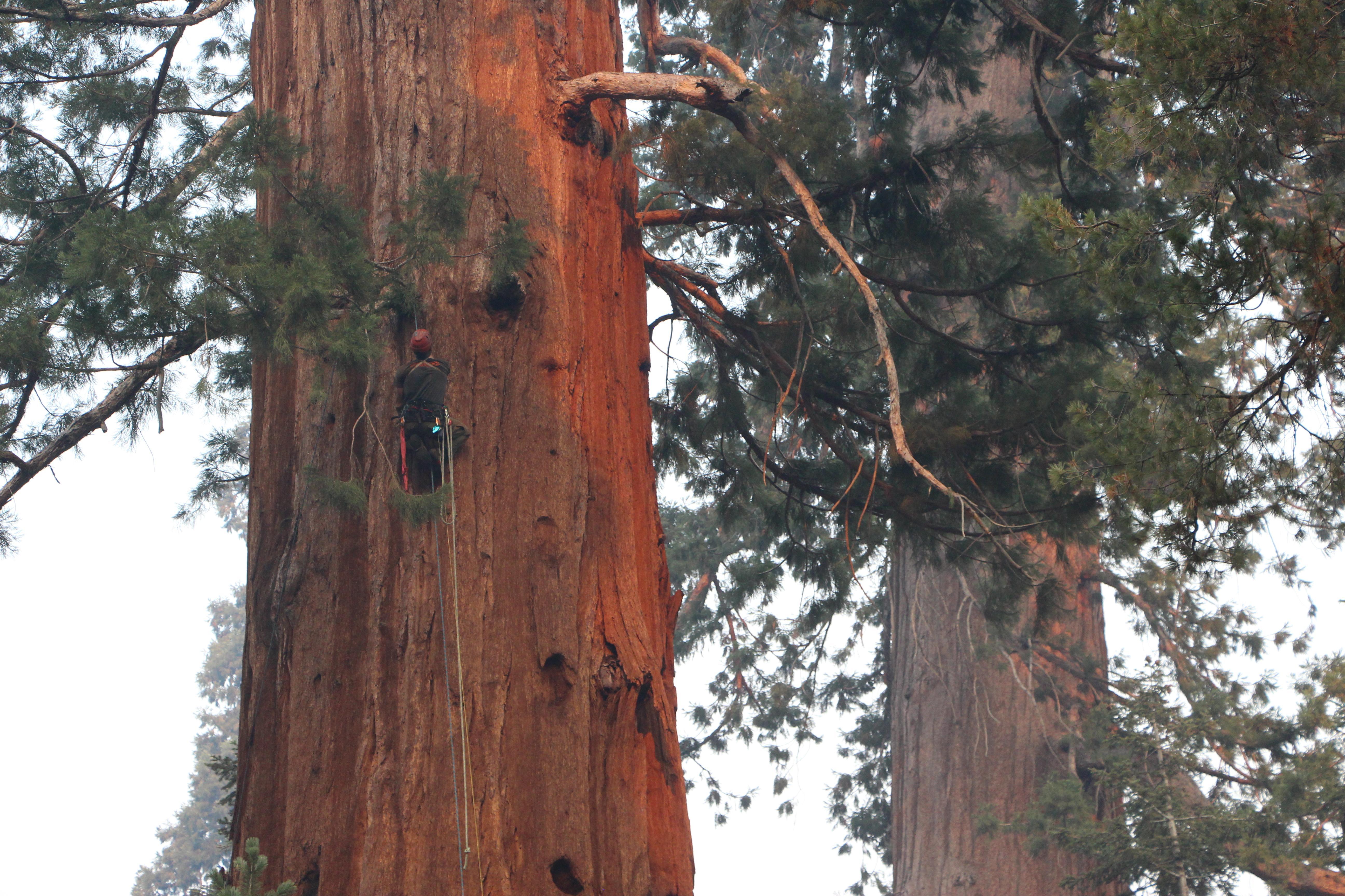 Photo of smokejumpers scouting and climbing giant Sequoia trees.