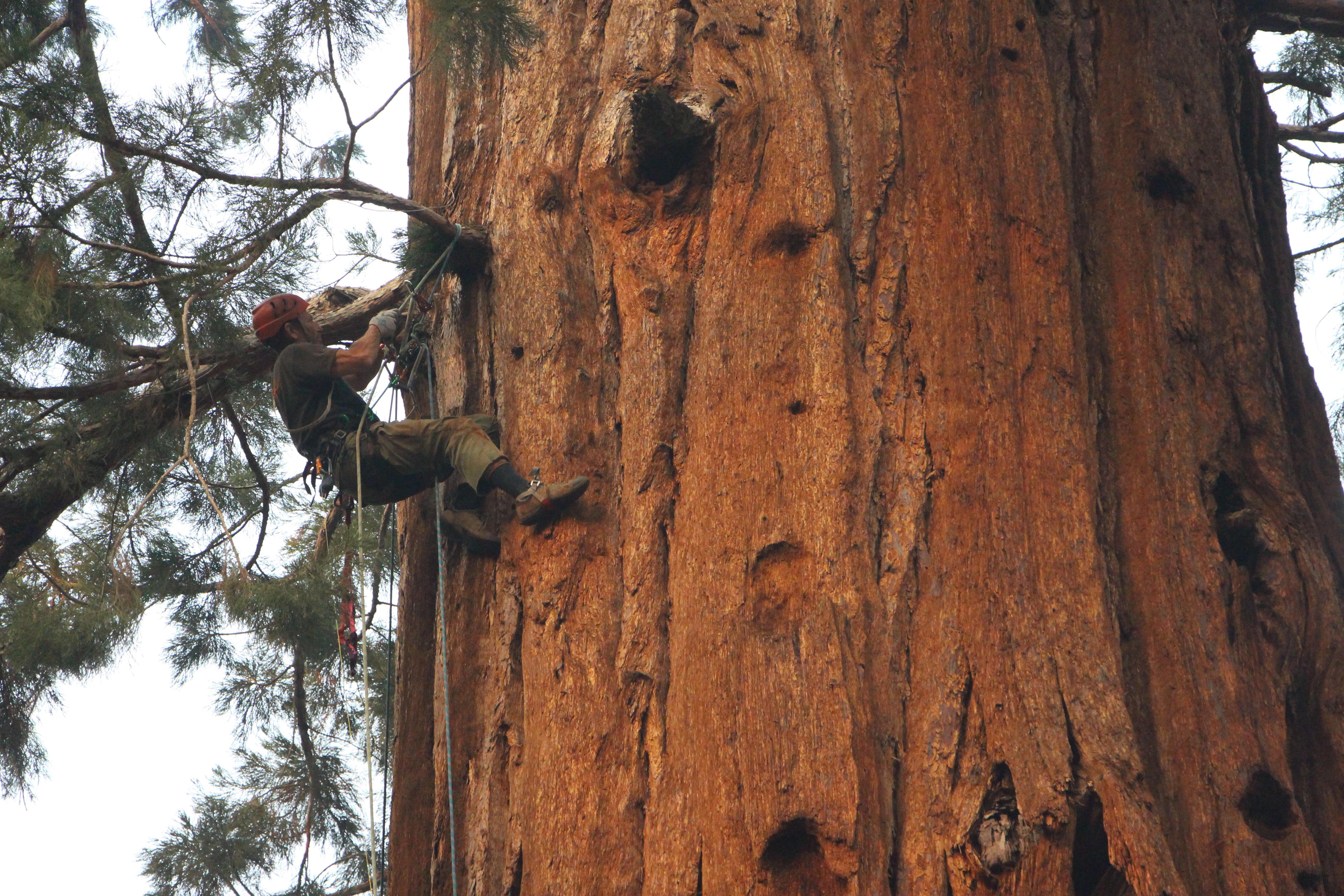 Photo of smokejumpers scouting and climbing giant Sequoia trees.