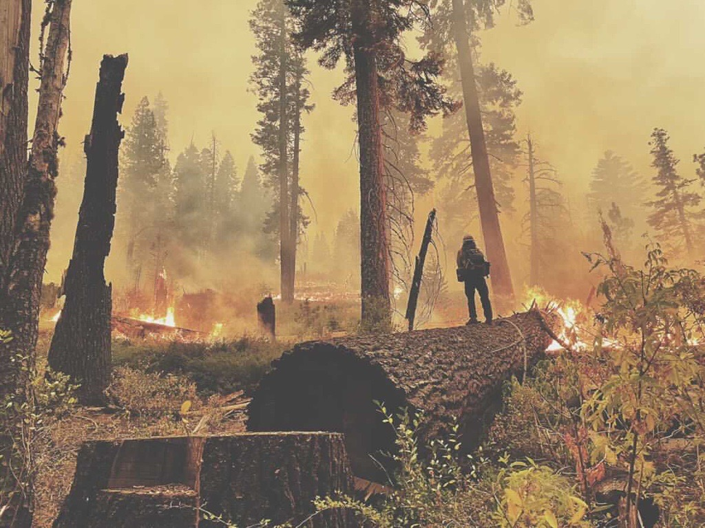 A firefighter stands on a downed, cut tree with fire in the background and smoke in the sky