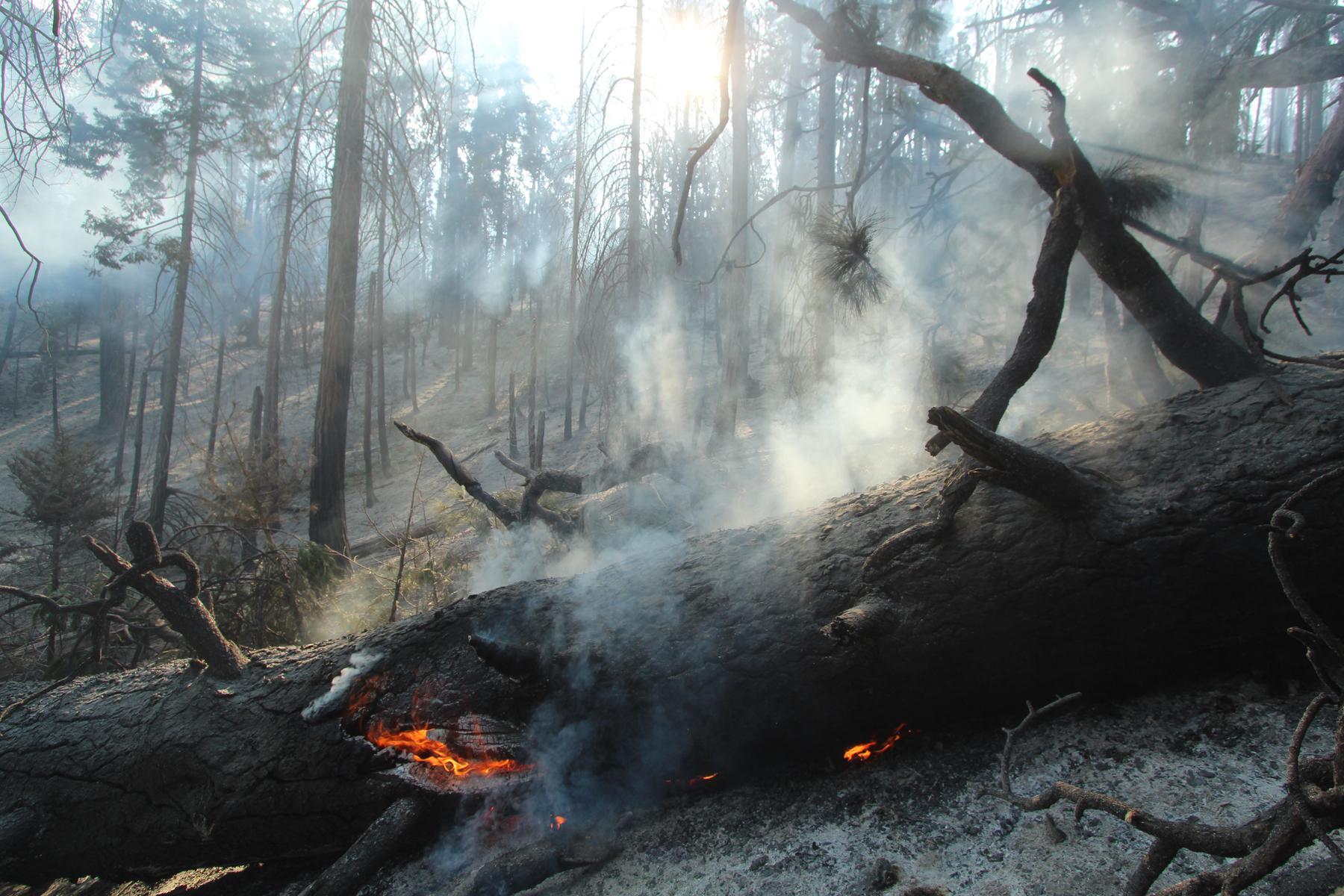 A large Ponderosa Pine Tree burns along Deer Creek Road.