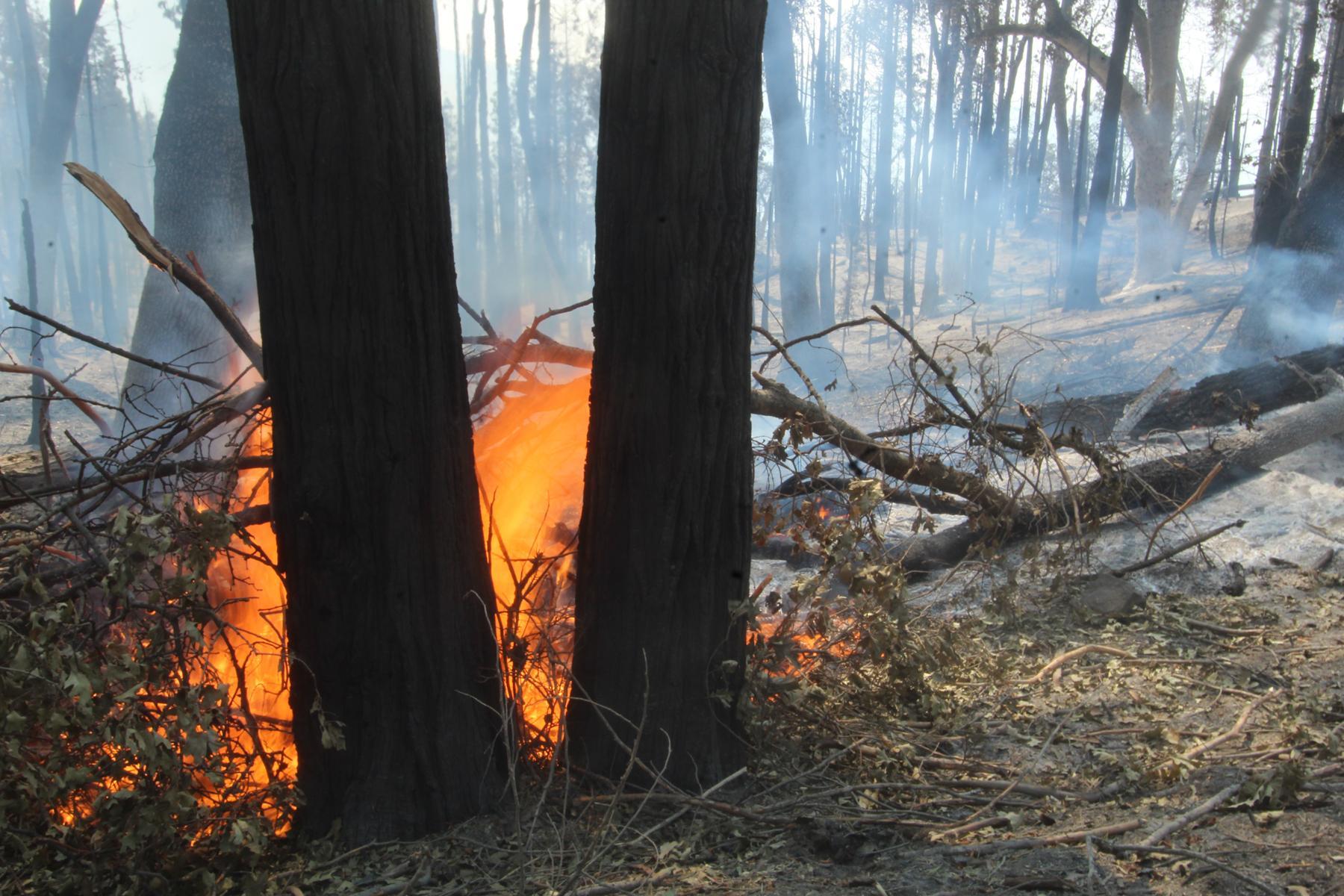 Ground fuels burn along Deer Creek Road.