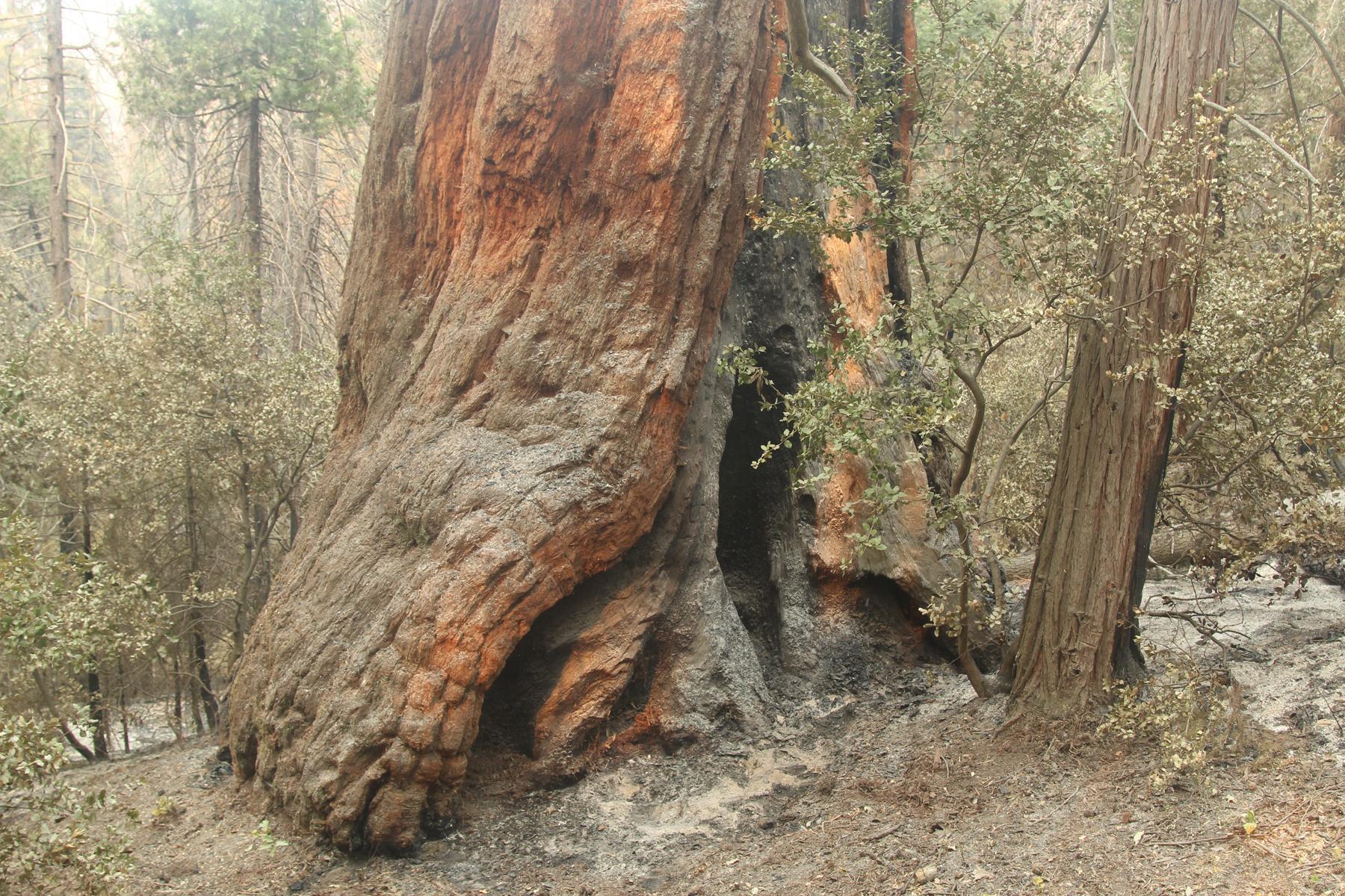 The base of a partially burned Giant Sequoia Tree in the Redwood Grove along Deer Creek Road.
