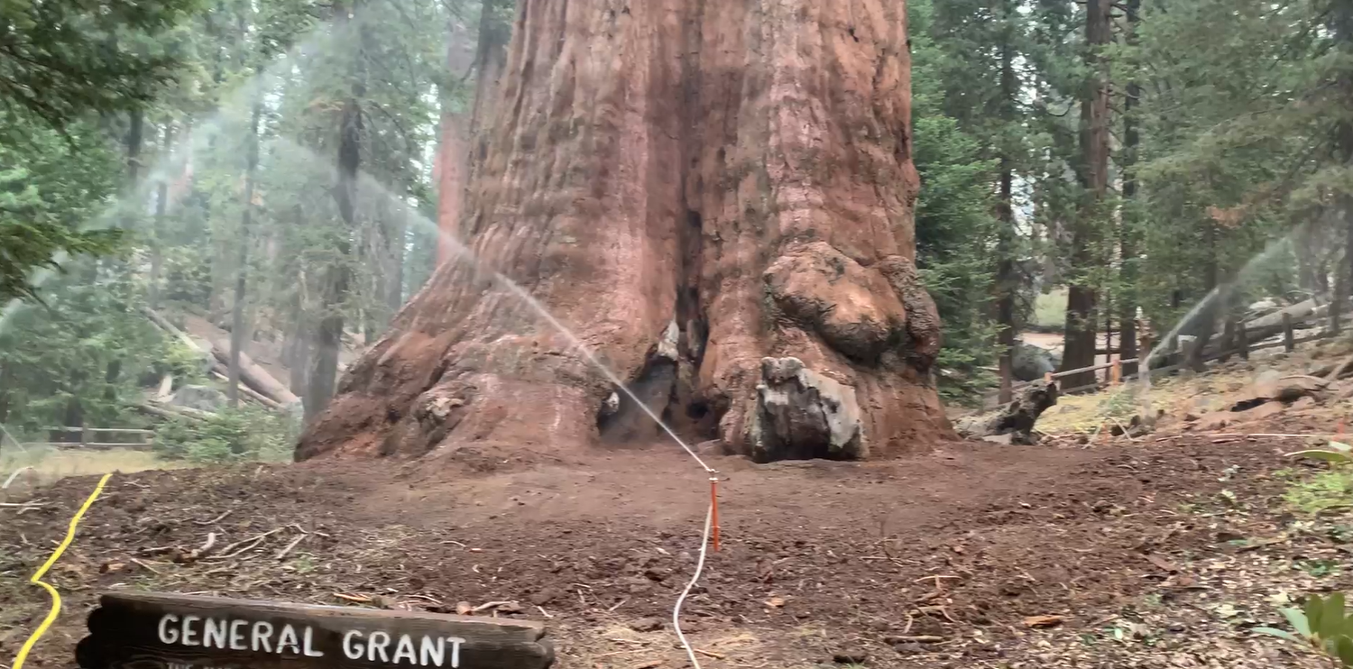 A sprinkler system sprays water around a large sequoia tree, General Grant, with the name sign below