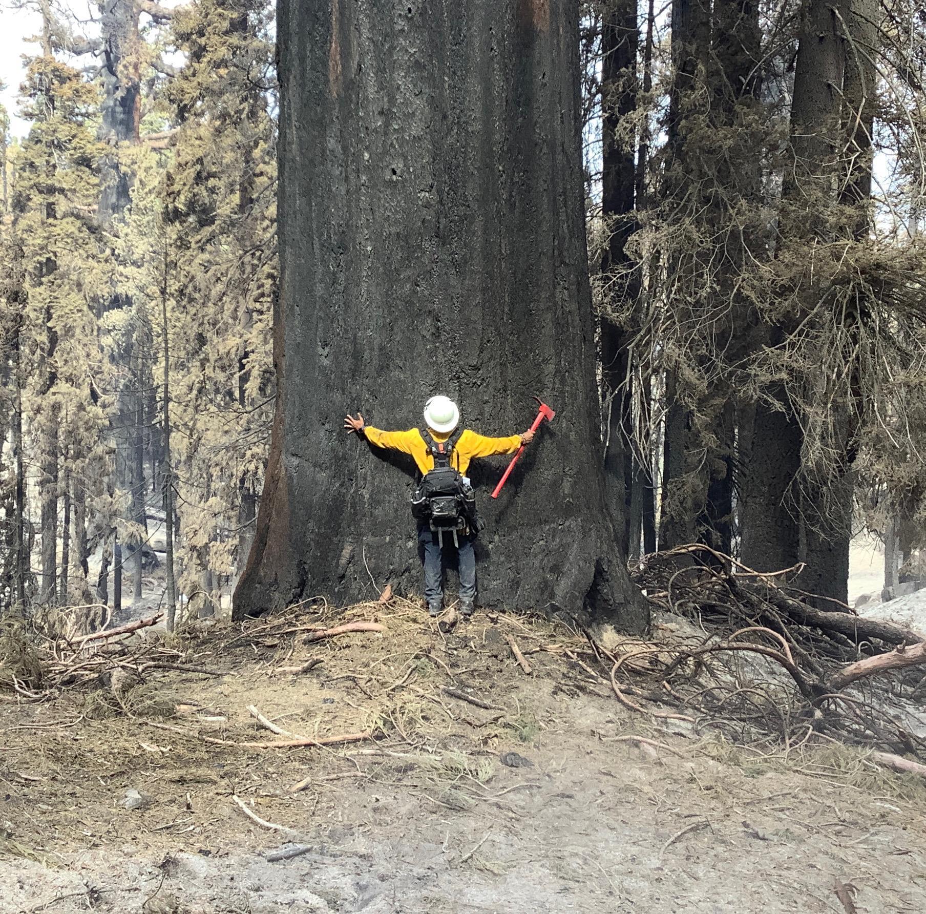 A wildland firefighter standing at the base of a large, burnt sequoia tree with arms extended.and looking up.