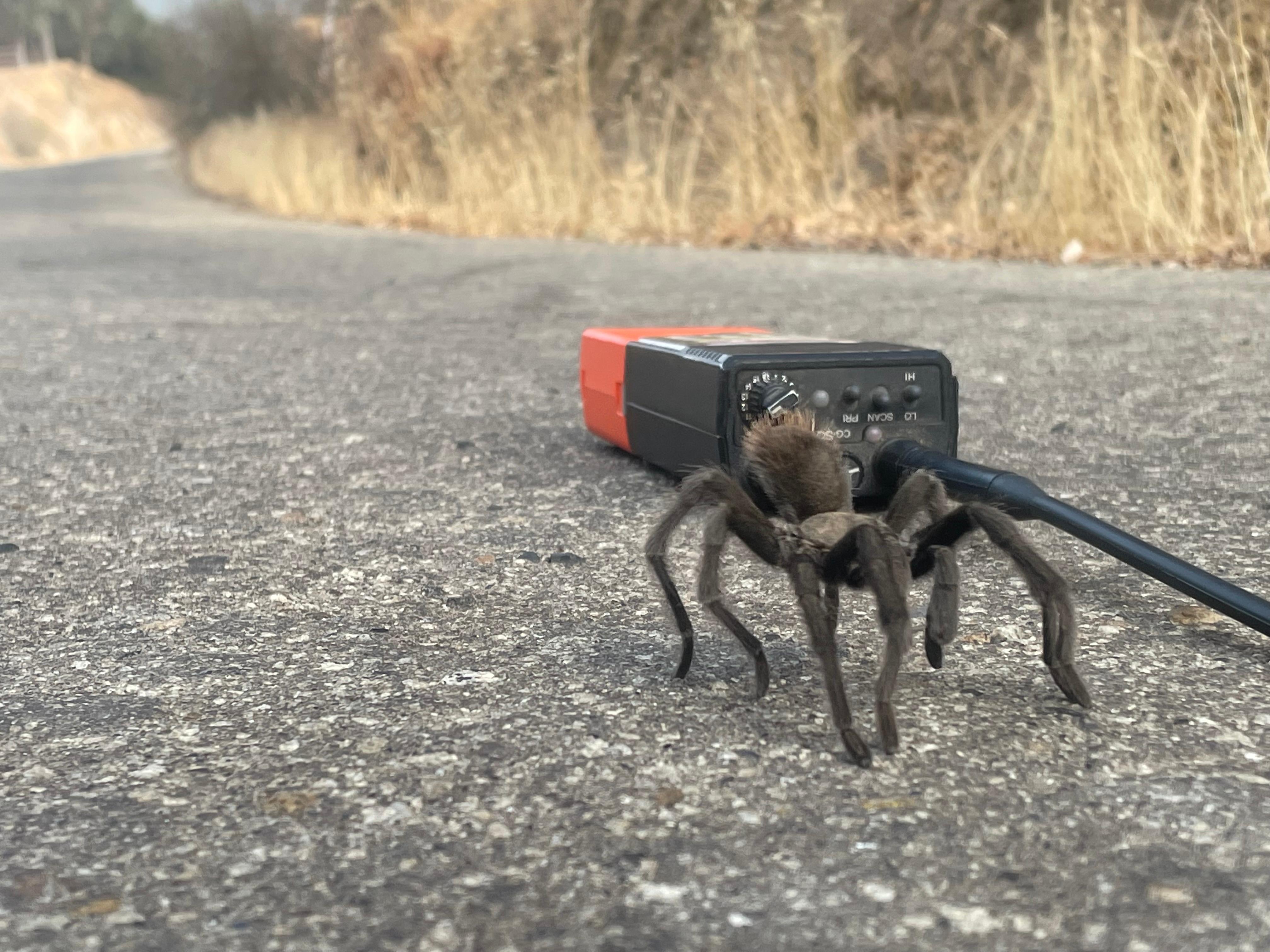 California tarantula next to handheld radio on road 
