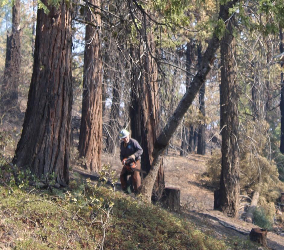 A feller with chainsaw on a hillside cutting smaller, leaning tree