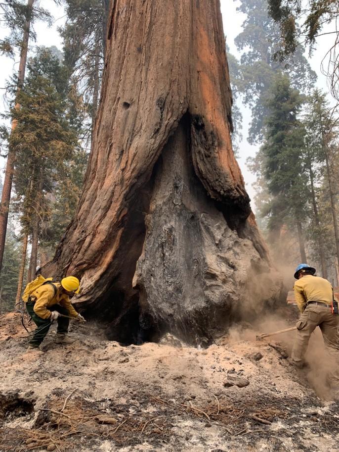 One firefighter sprays water from a backpack bladder bag while another digs hot ash from the base of a large sequoia using a combi-tool