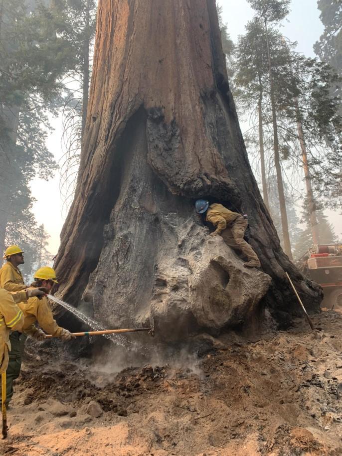 One firefighter climbs into a large tree face scar to check for heat while 3 others spray water and use combi-tool to extinguish hot ash at base of large sequoia tree