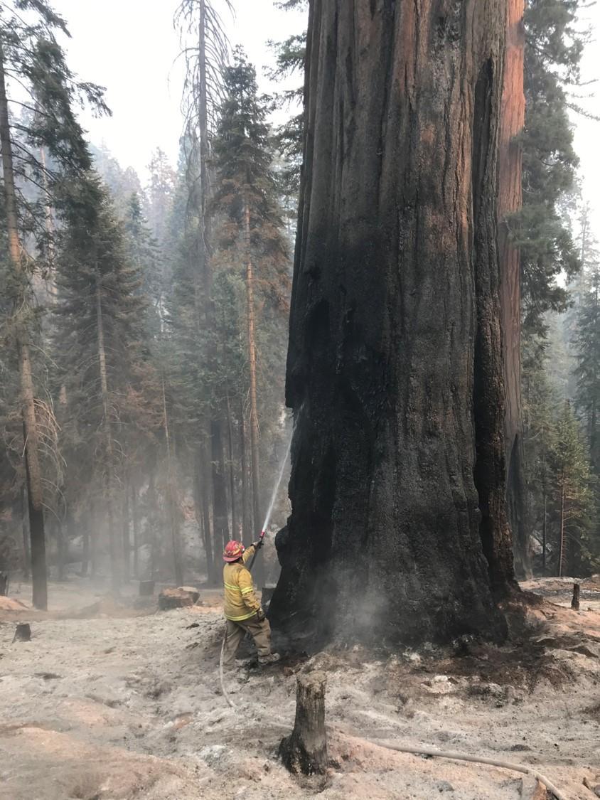 Firefighter uses a hose to spray water  high up on smoldering tree scar of a large sequoia surrounded by a bed of gray ashes