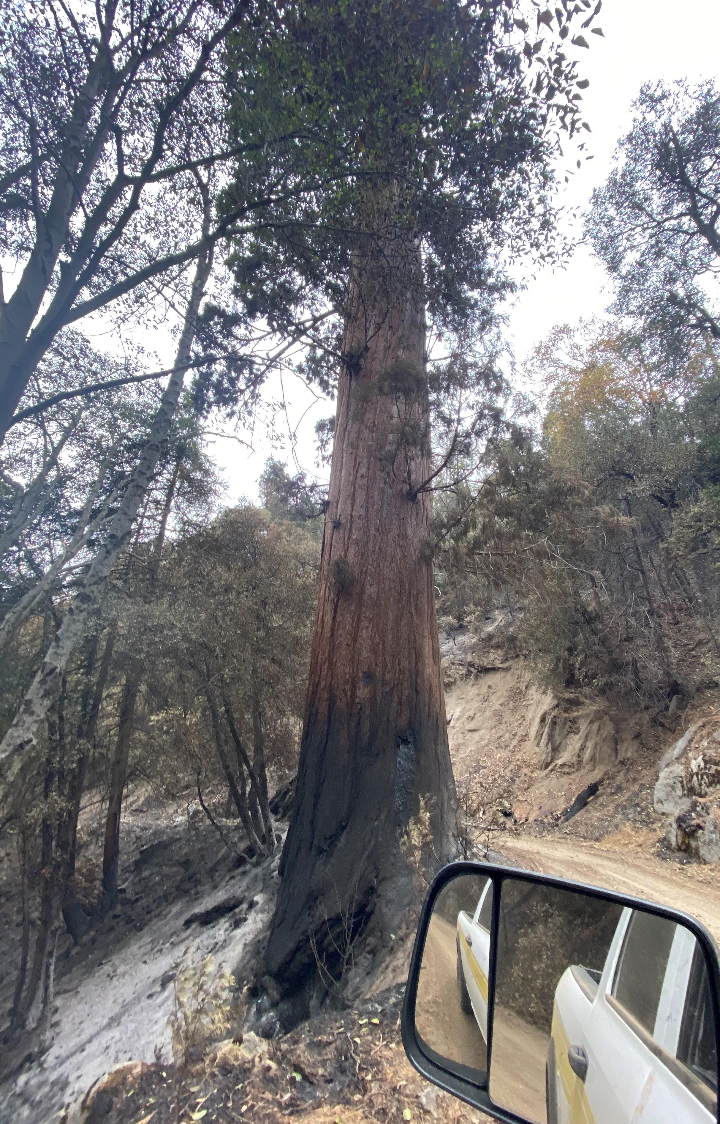 A truck drives along a dirt road next to a large tree that has been scorched around the base