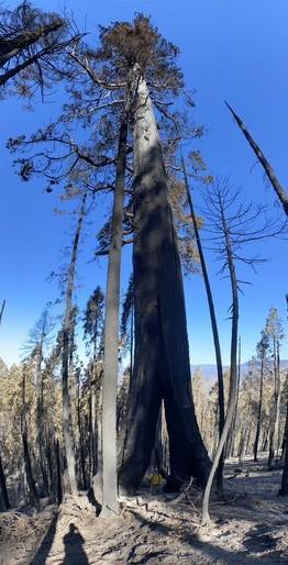 A firefighter is dwarfed by a large sequoia tree with a split in the base of the trunk. The split is at least 10 feet high and several feet across. The tree is at least 15 feet in diameter.