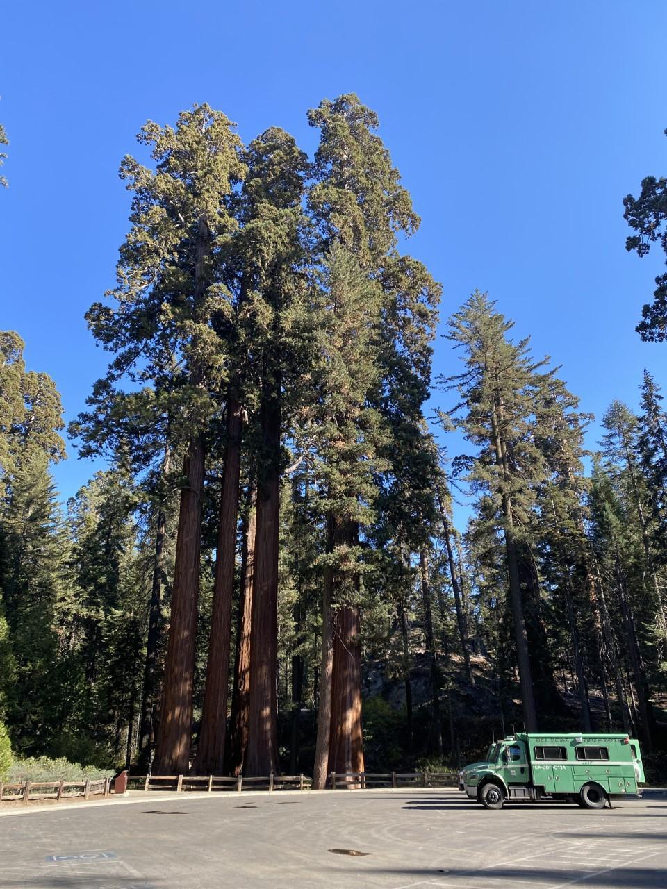 A green fire truck parked in an empty lot in front of multiple large red sequoia trees