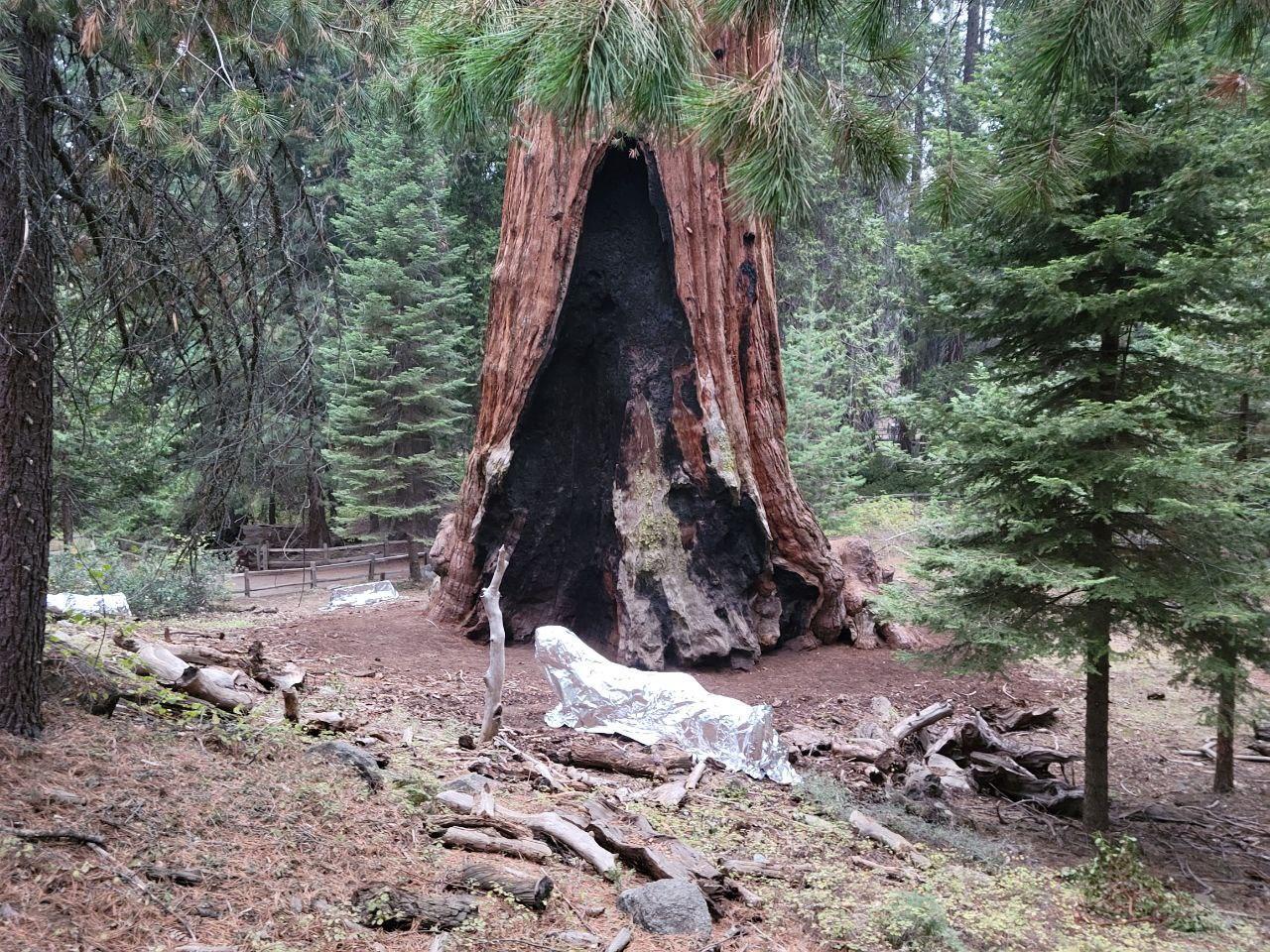 A massive reddish tree, General Grant, stands in a clearing with a large black fire scar behind a small wrapped object