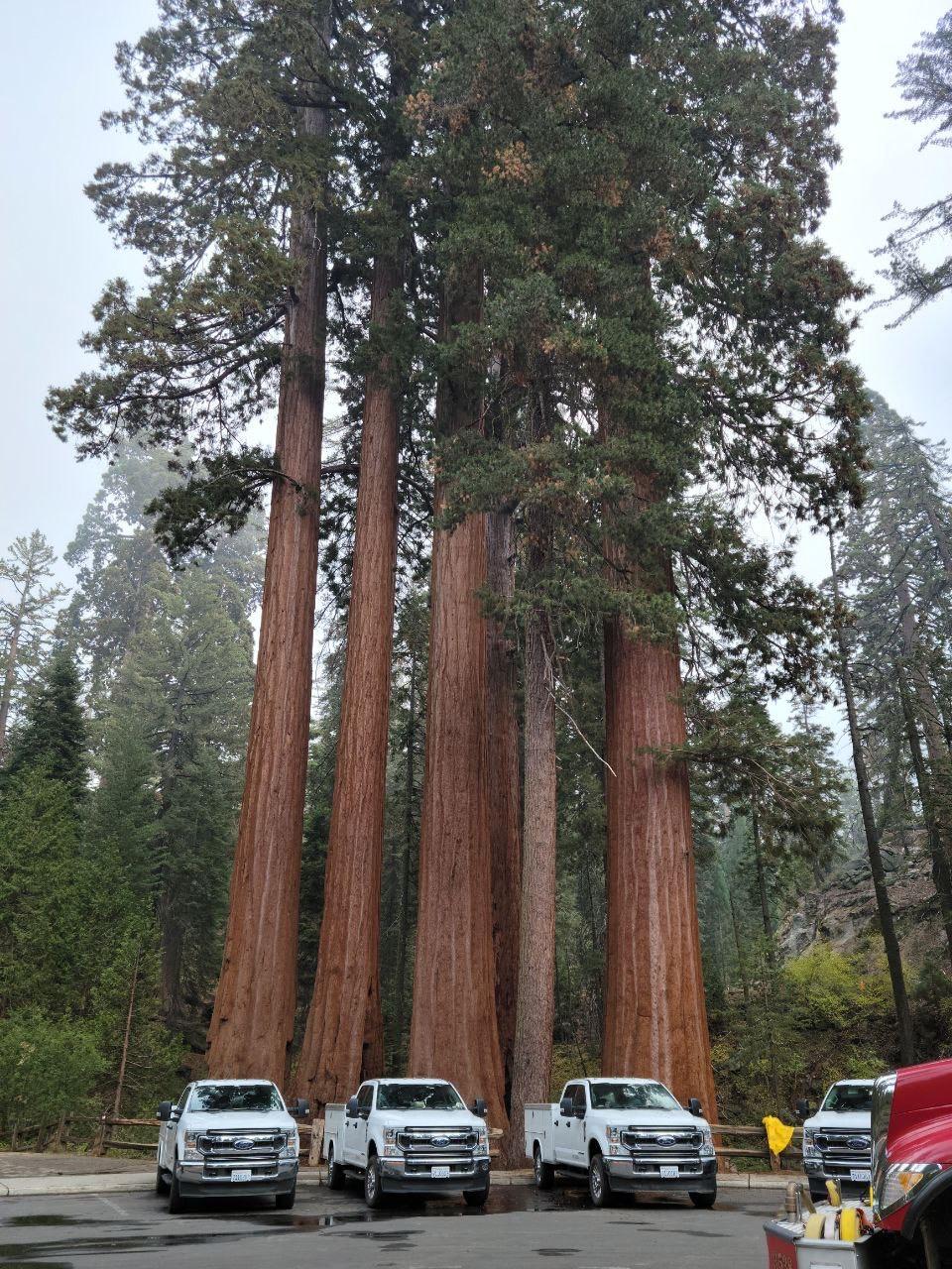 U.S. Forest Service Trucks in Giant Grove Parking Area.