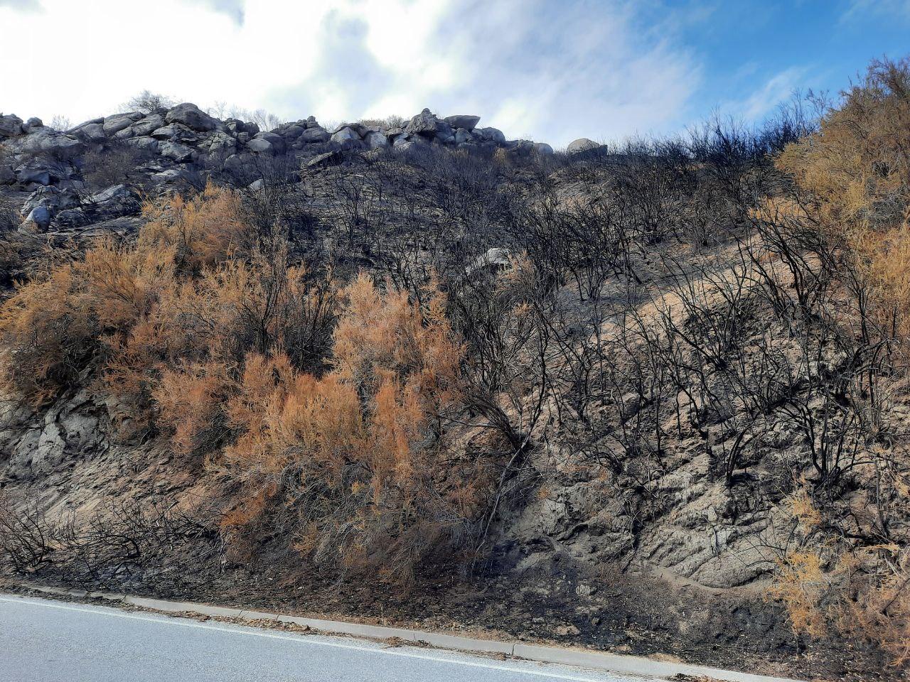 Burned vegetation on slope along paved road