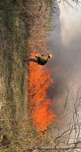Image shows flame rising from a prescribed fire area in a field. A firefighter wearing yellow Nomex, tan pants, a black backpack and a hardhat stands in front of the flame.