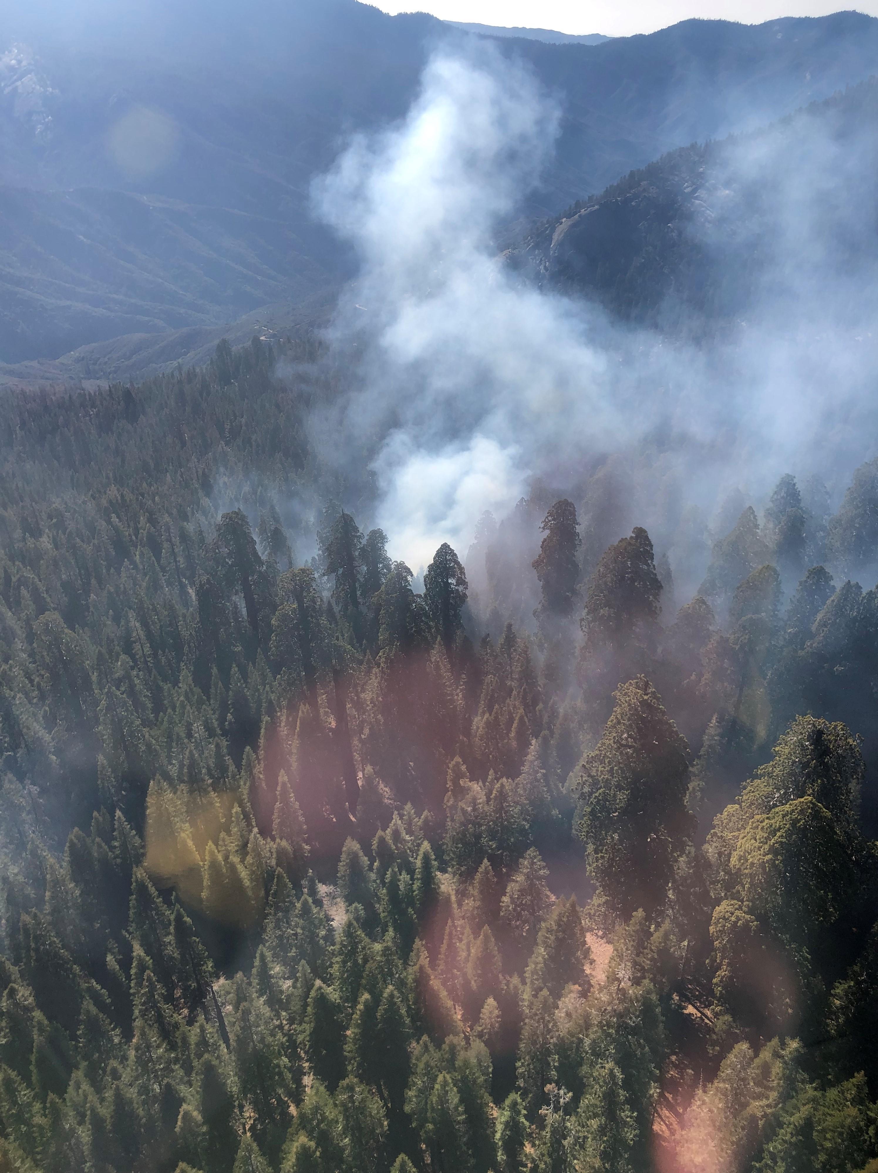 Smoke rises from a grove of large green conifers, seen from above