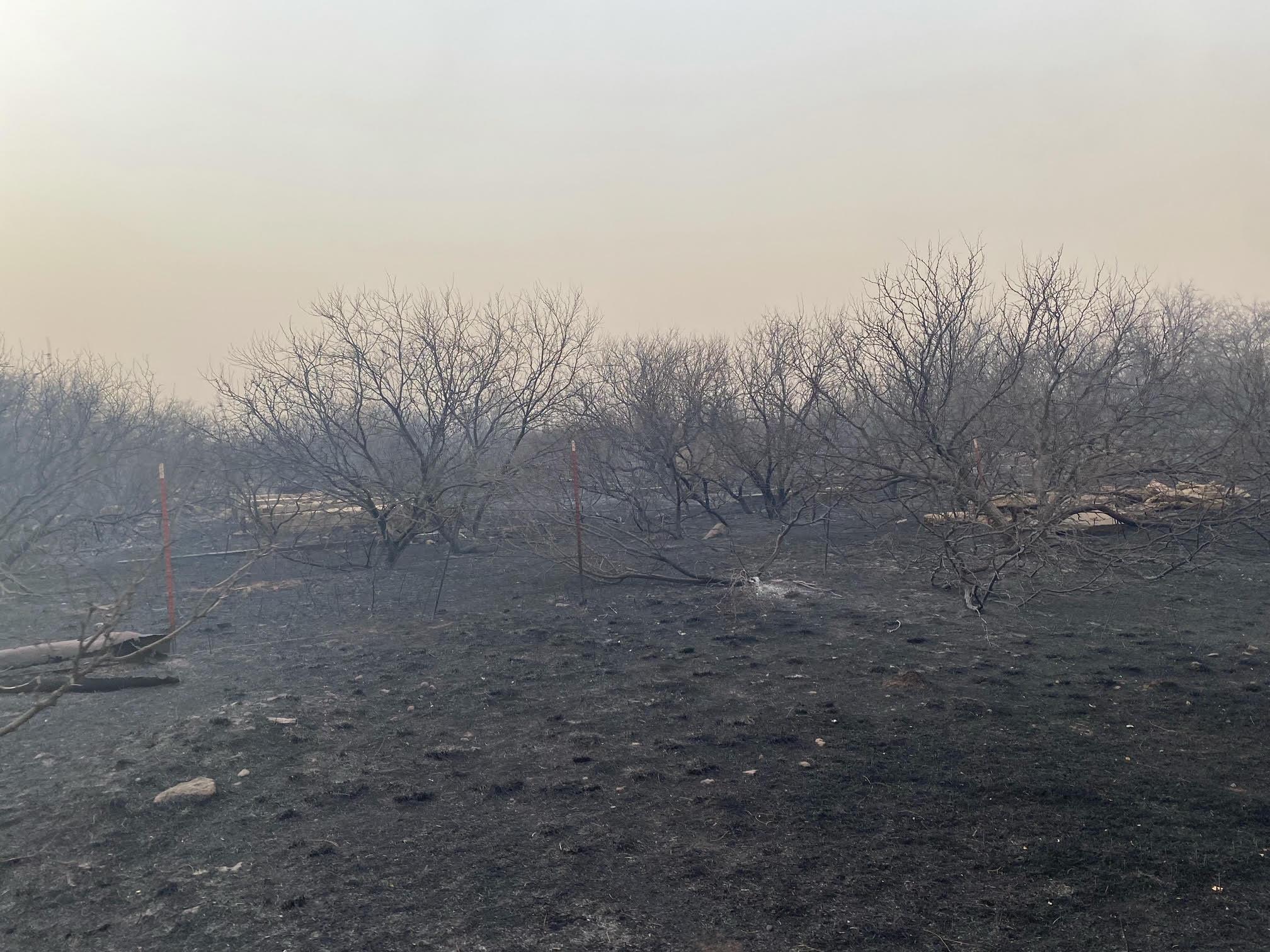 smoky view of a blackened ground where no grass remains. Charred mesquite is approximately 10 feet tall