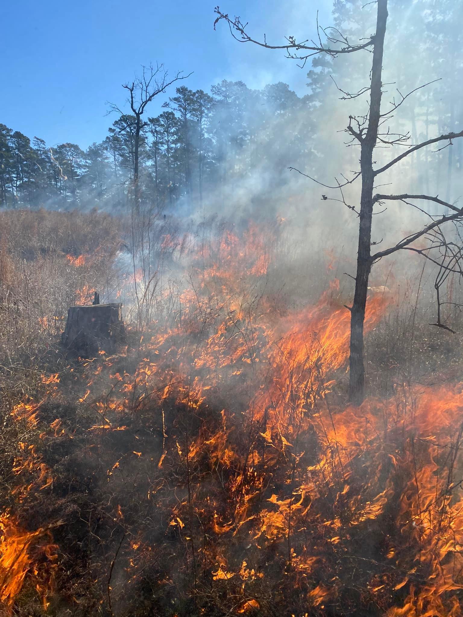 Low fire intensity burn on the Fairchild State Forest 1/28/2022