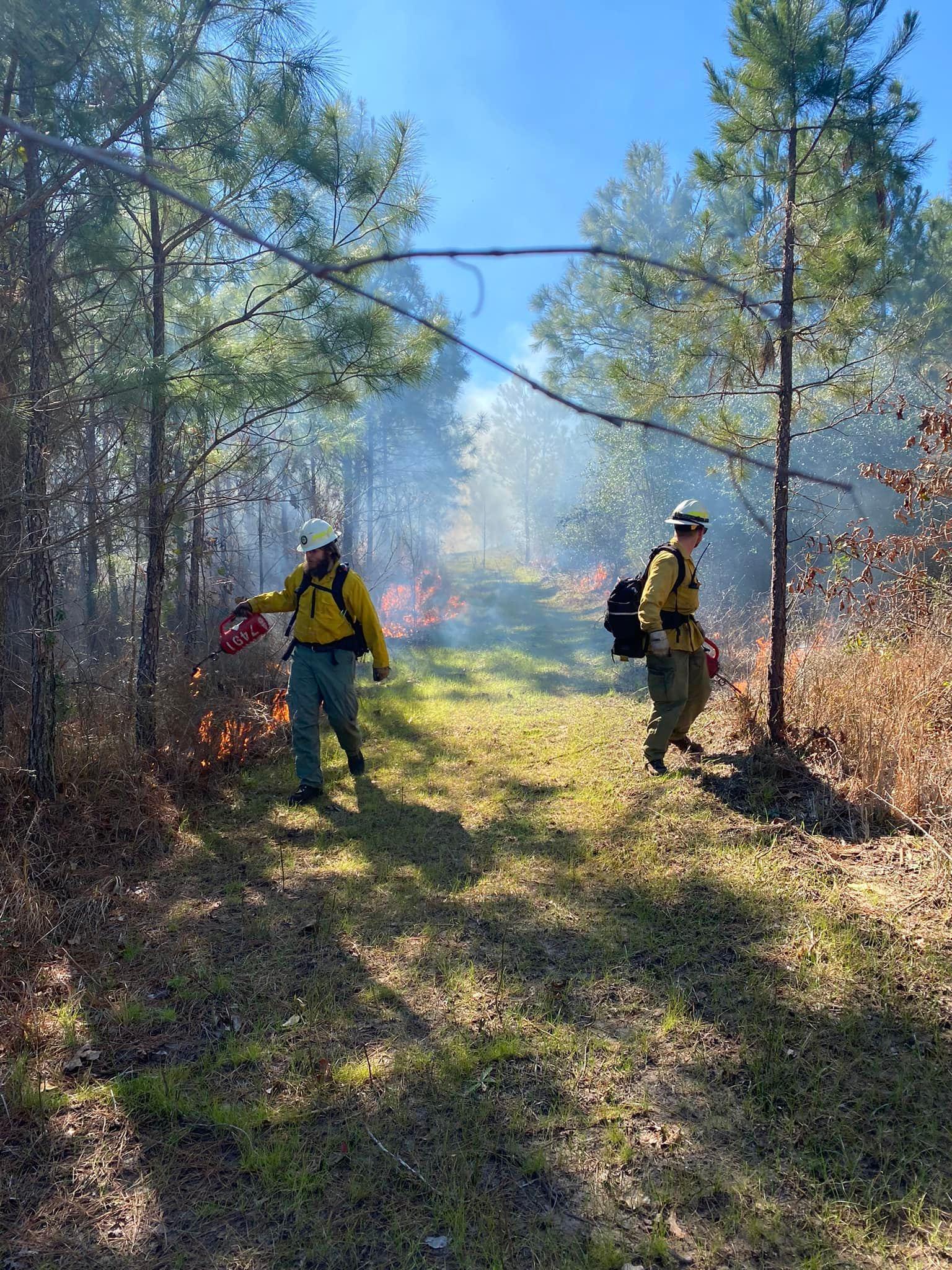 Fireifhgters ignite vegetation during a prescribed fire on February 7, 2022 on the I.D. Fairchild State Forest