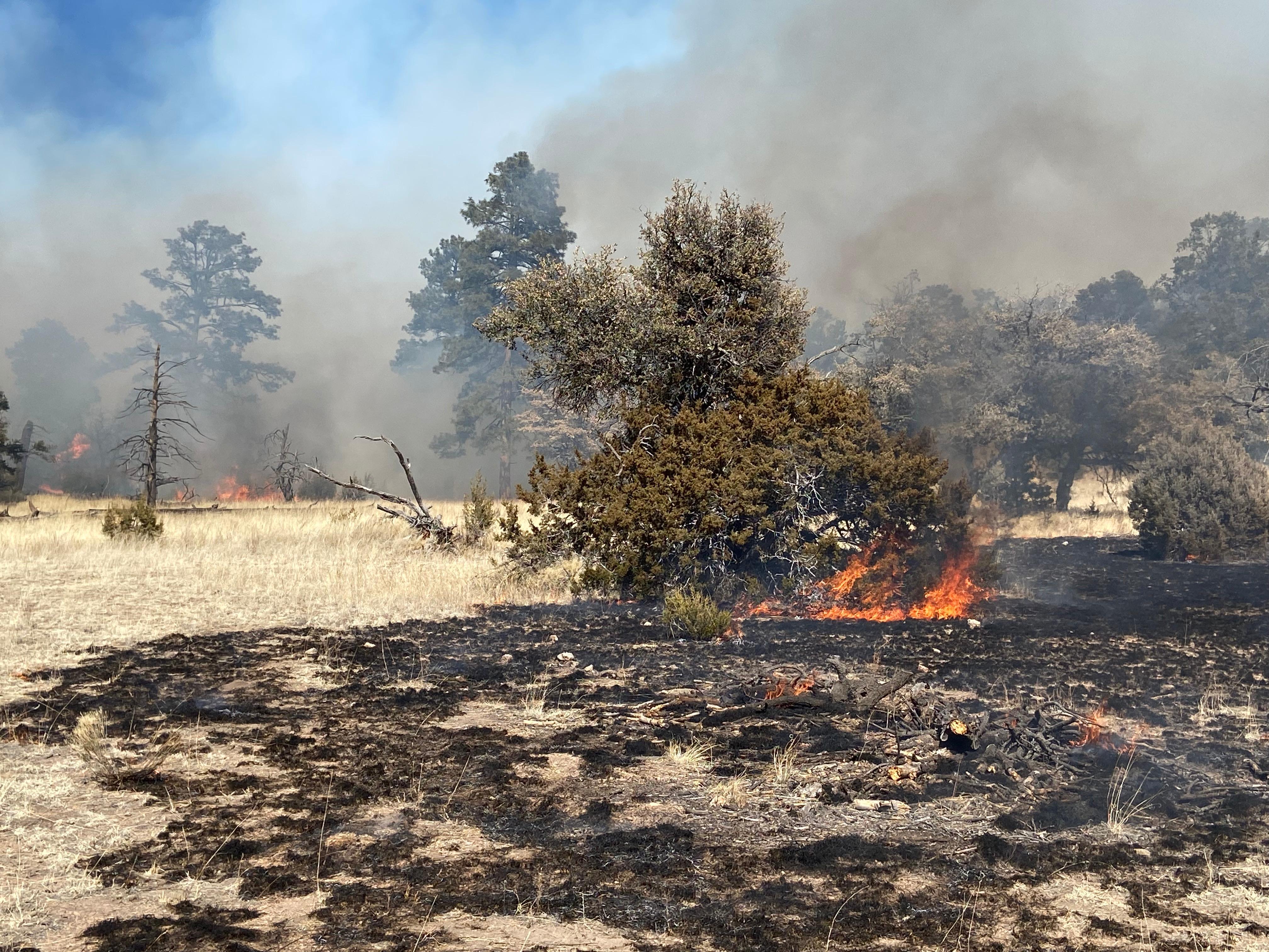 Magdalena Ranger District, Baney Unit 3C Prescribed Burn