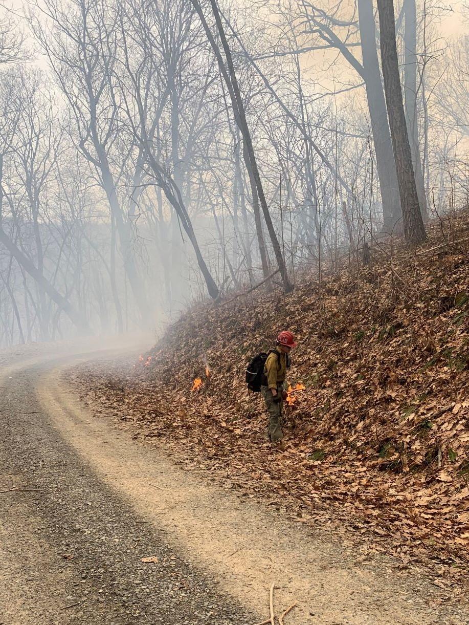 Fire fighter in yellow shirt walks along gravel road igniting a prescribed fire using a drip torch.