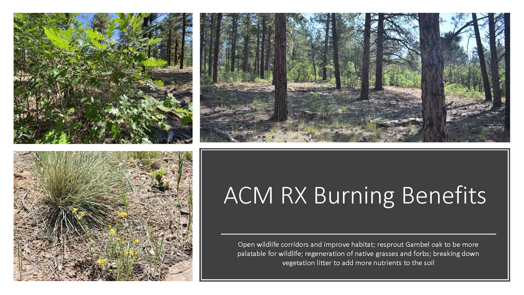 ACM RX burning benefits for vegetation & wildlife 