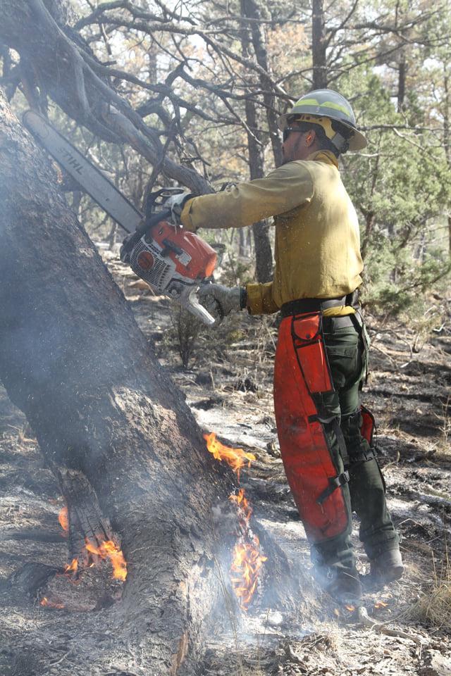 Firefighter cutting down a burning tree on the McBride Fire