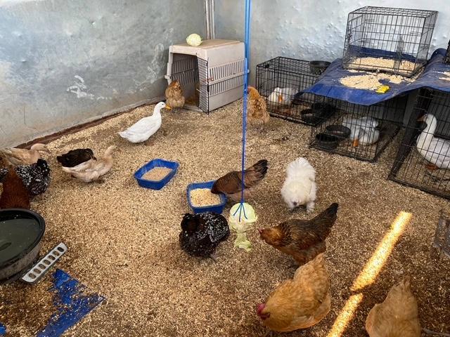 Geese and chickens in a pen at the shelter