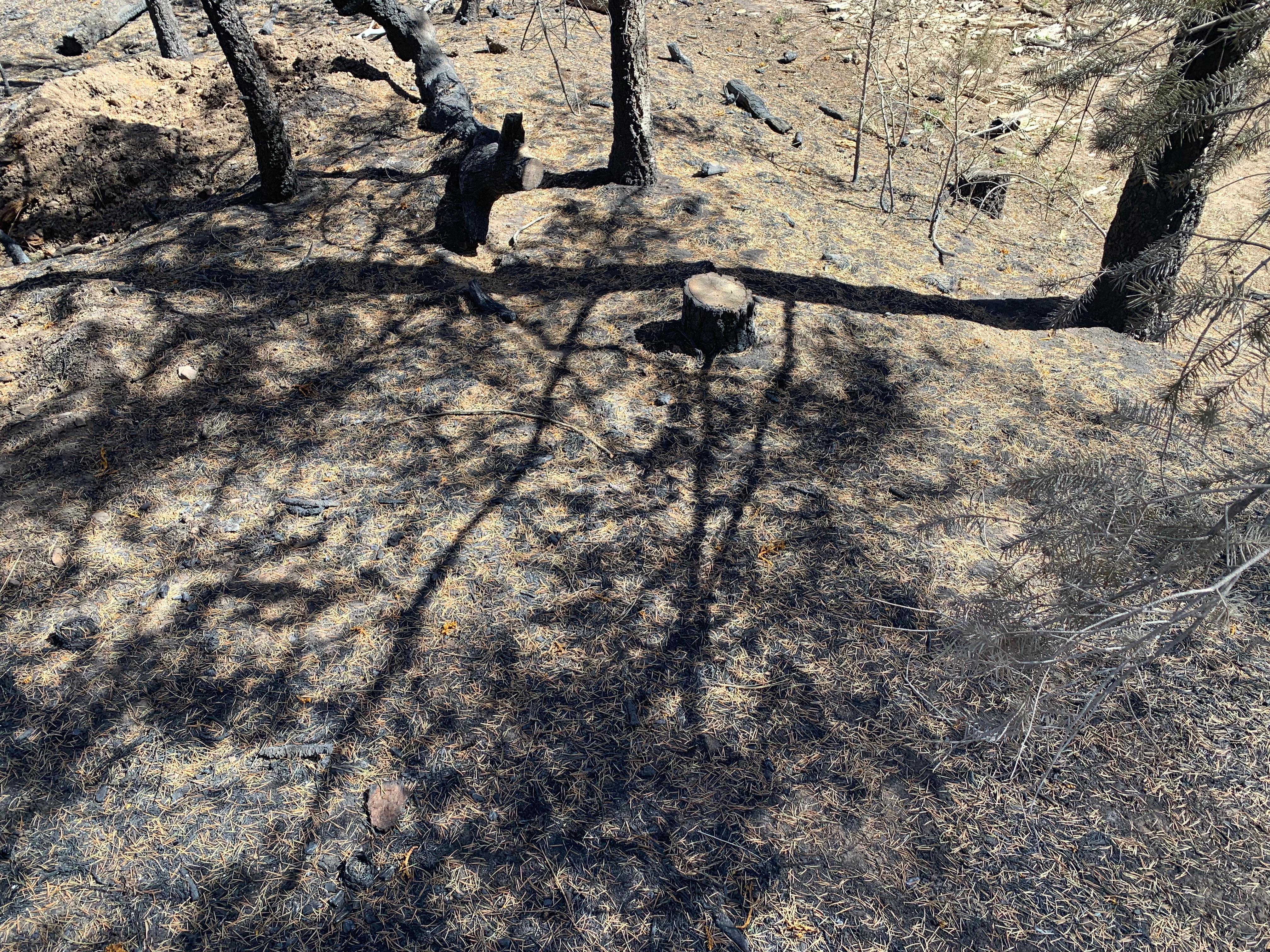 Photo shows the ground starting to be covered with needles that have fallen off neighboring trees. Showing the ground cover starting to recover within days of the fire. 