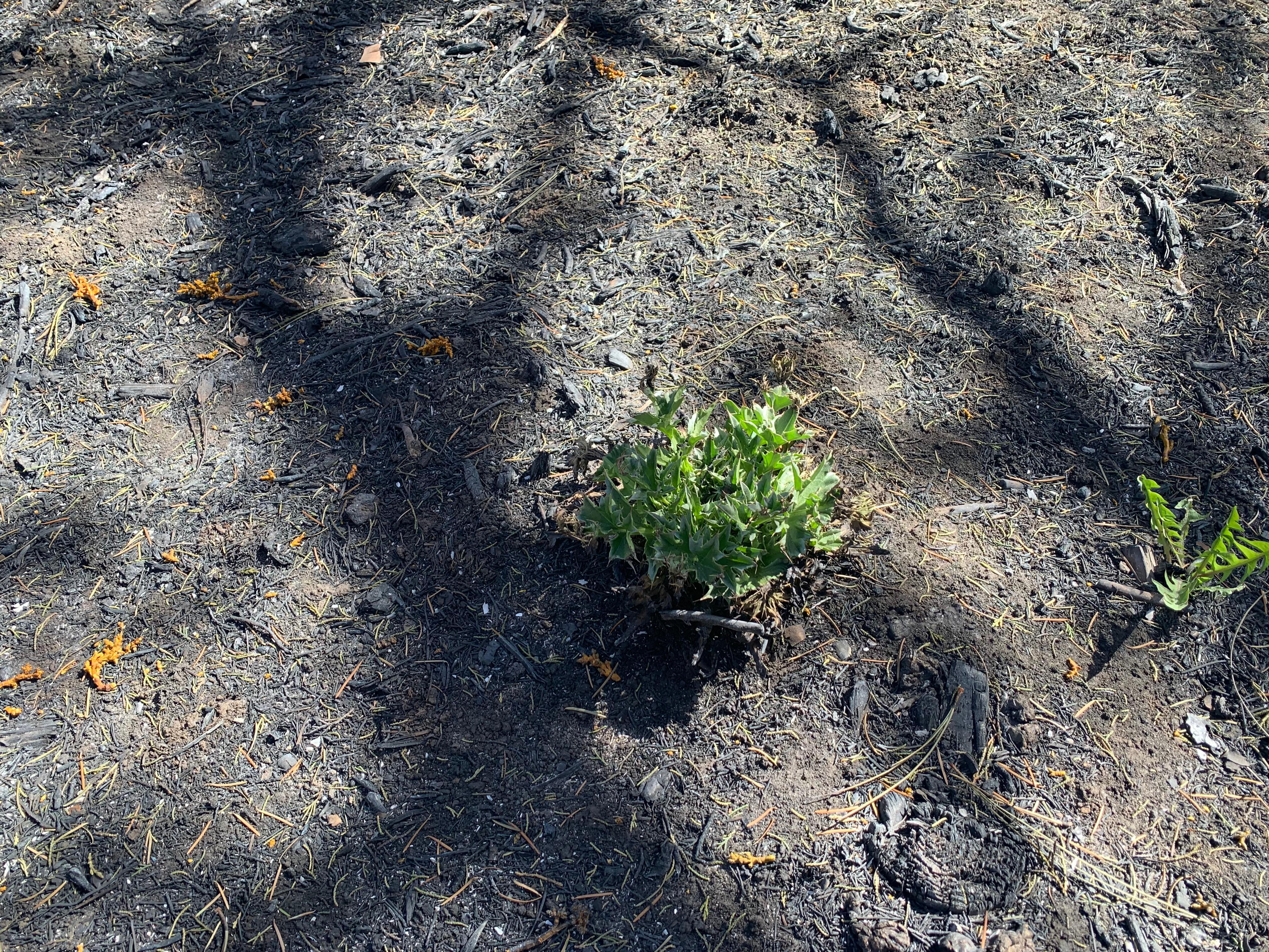 Photo shows new vegetation starting to sprout just days after the fire passed through the area.