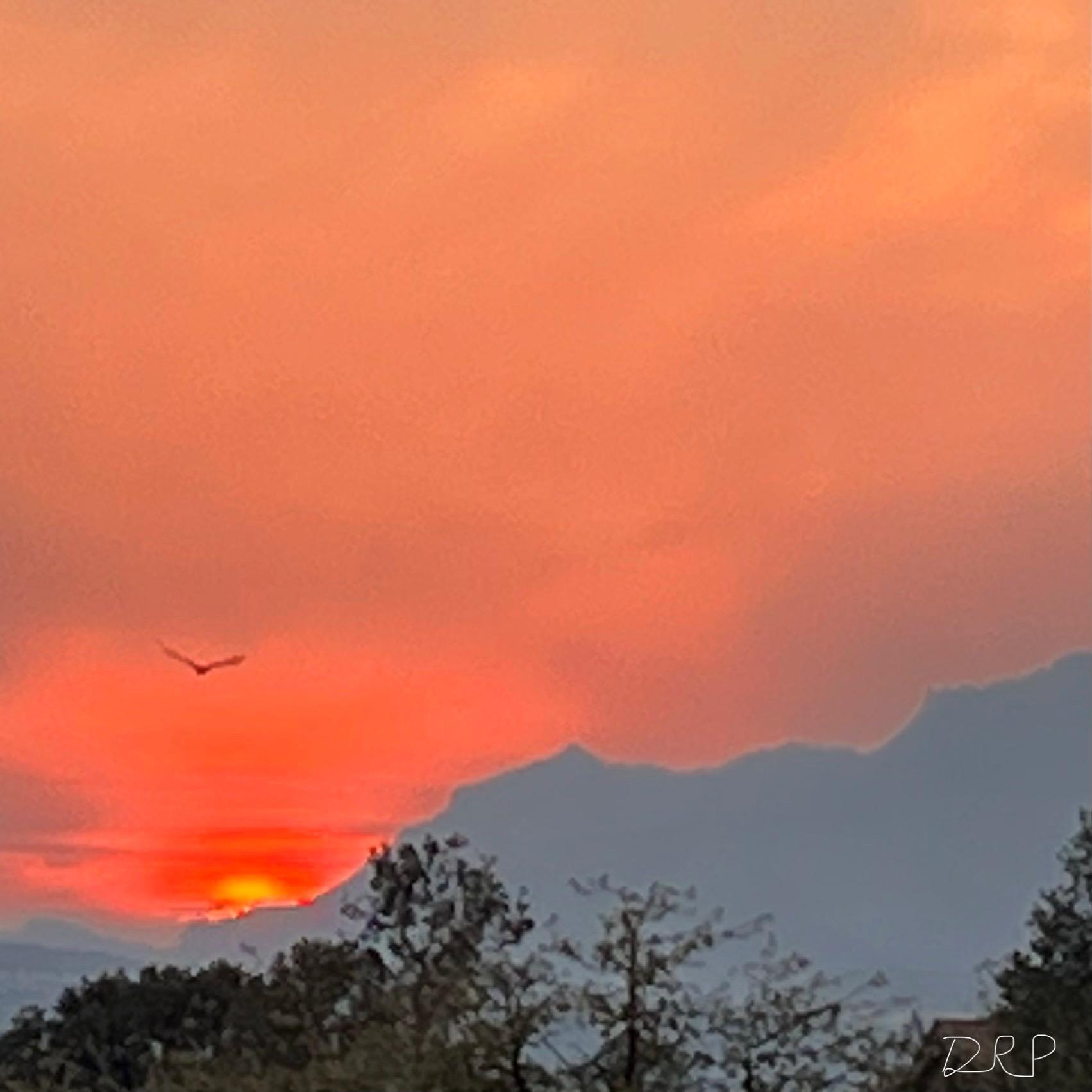 Sunset and bird seen thru smoke in a mountain vista.