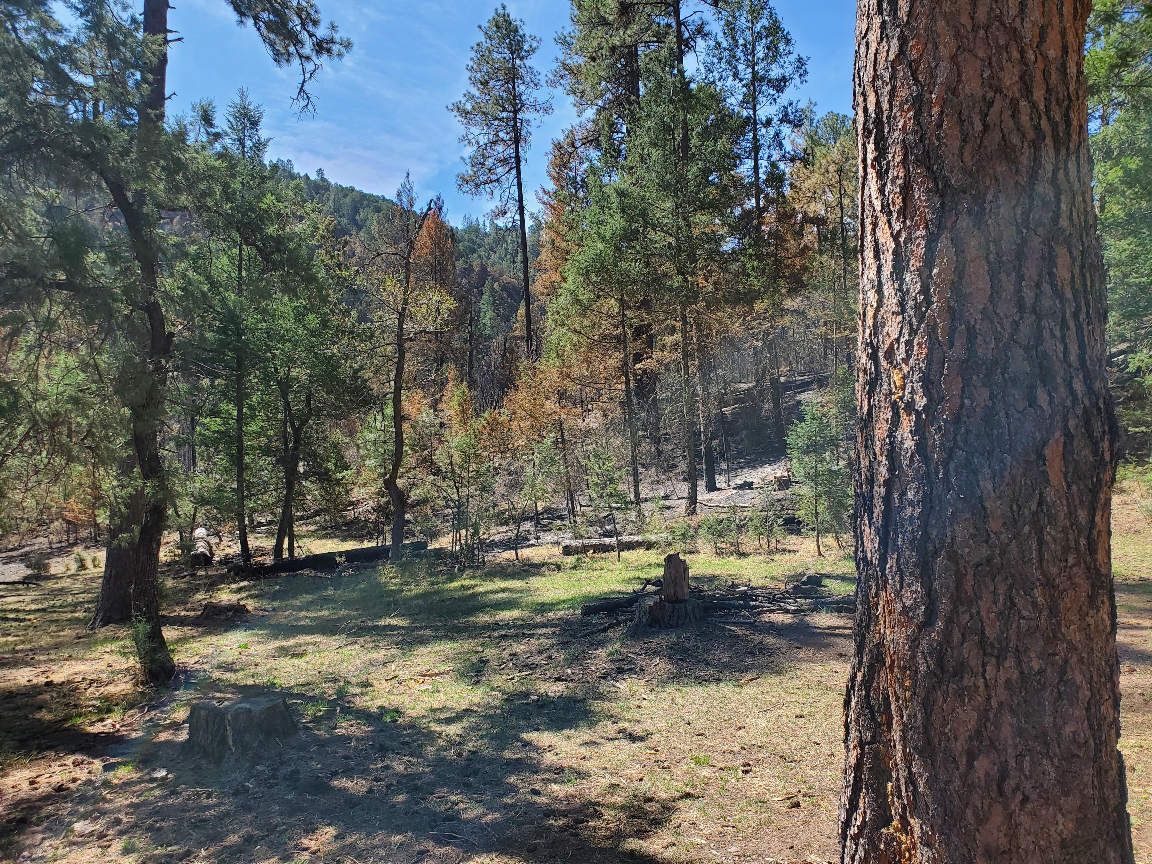 This dispersed campground was left unburned by the Nogal Canyon Fire.