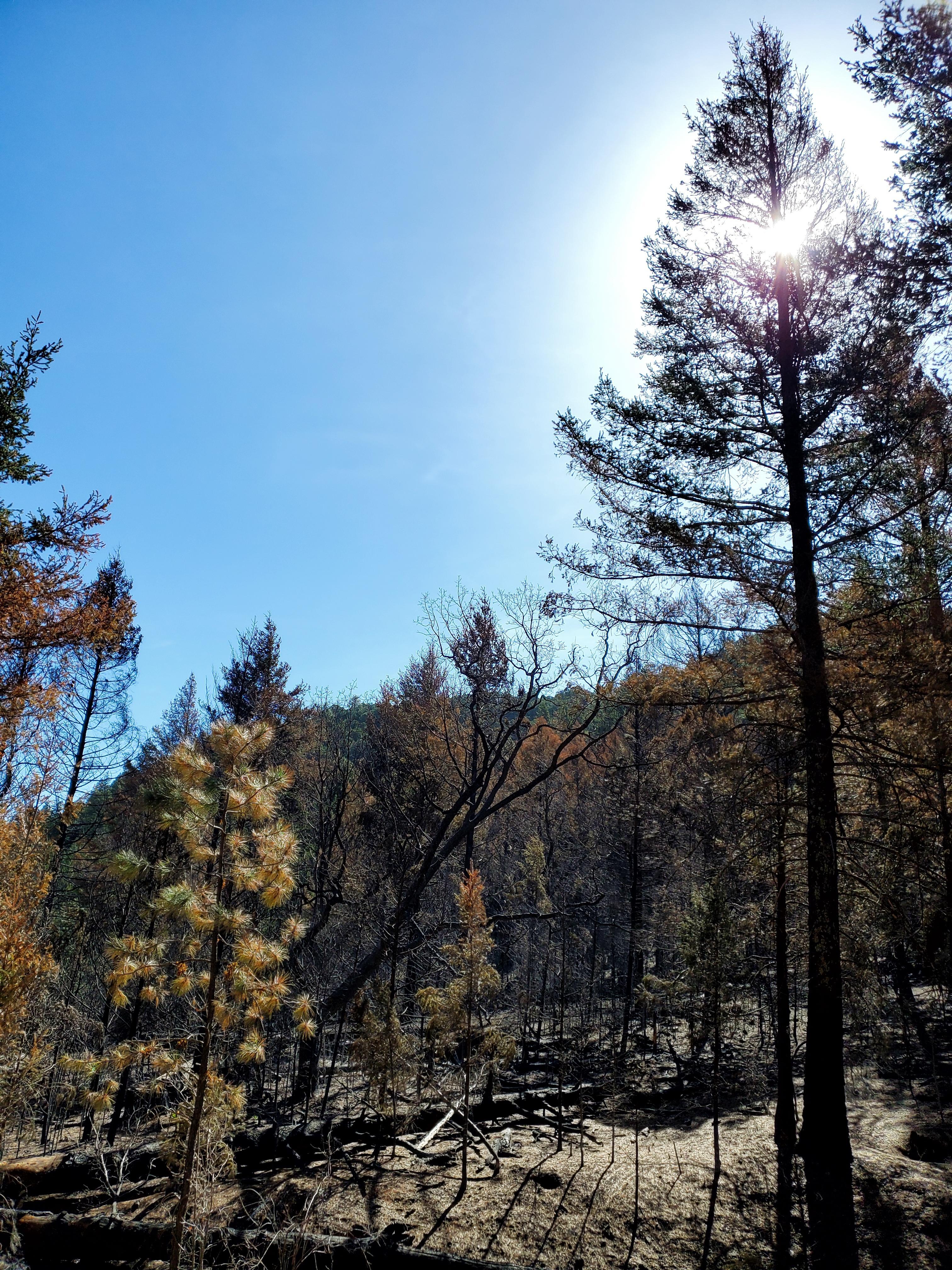 Photo shows a stand with moderate soil burn severity with patches of unburned fuels.  