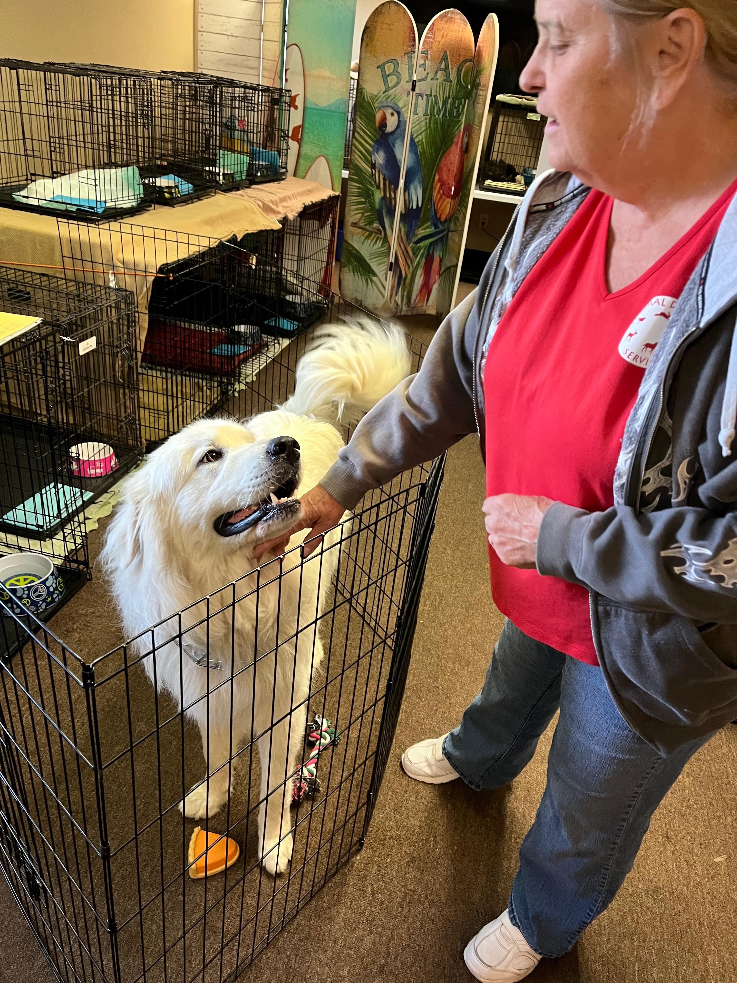 Woman petting dog in cage at shelter